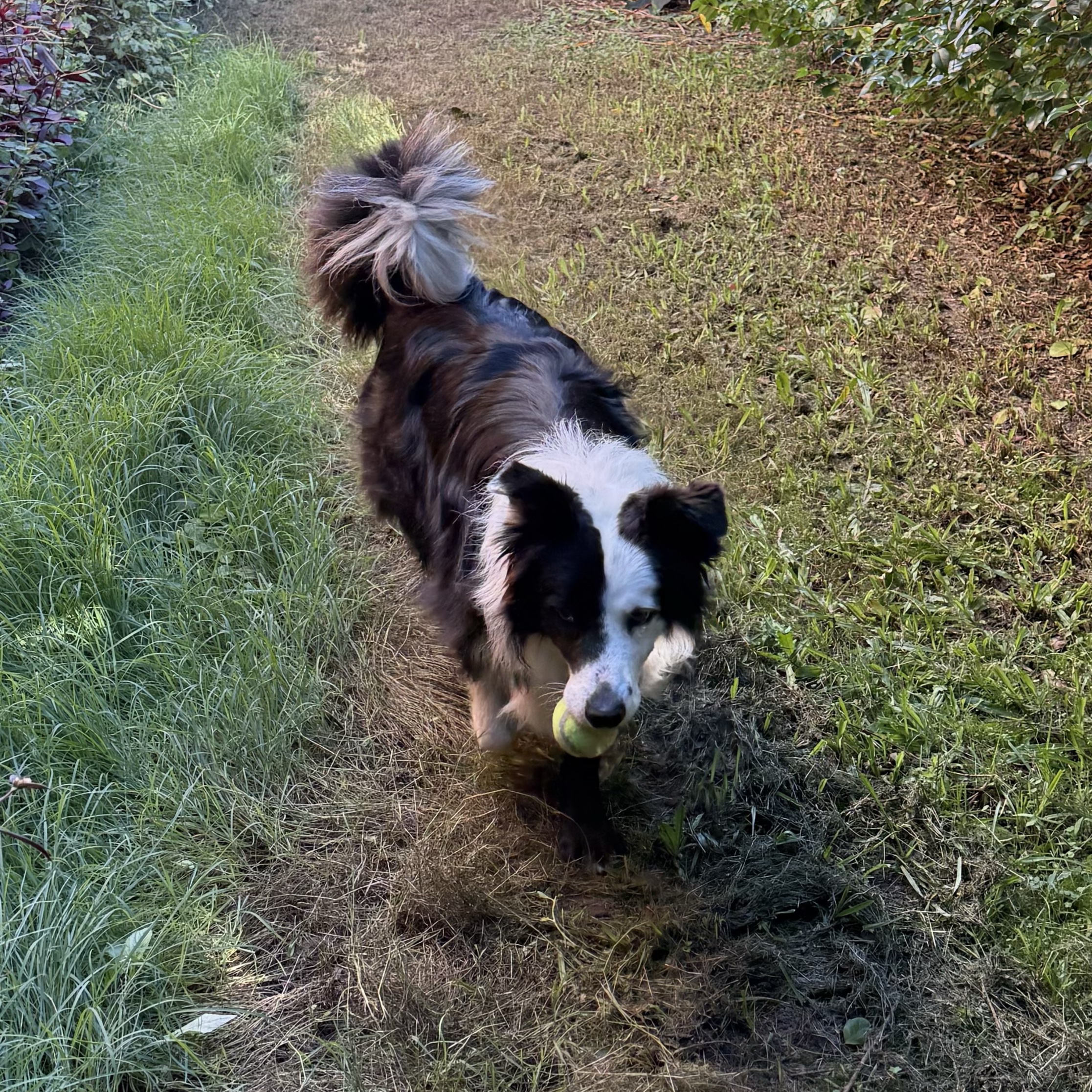 Arlo