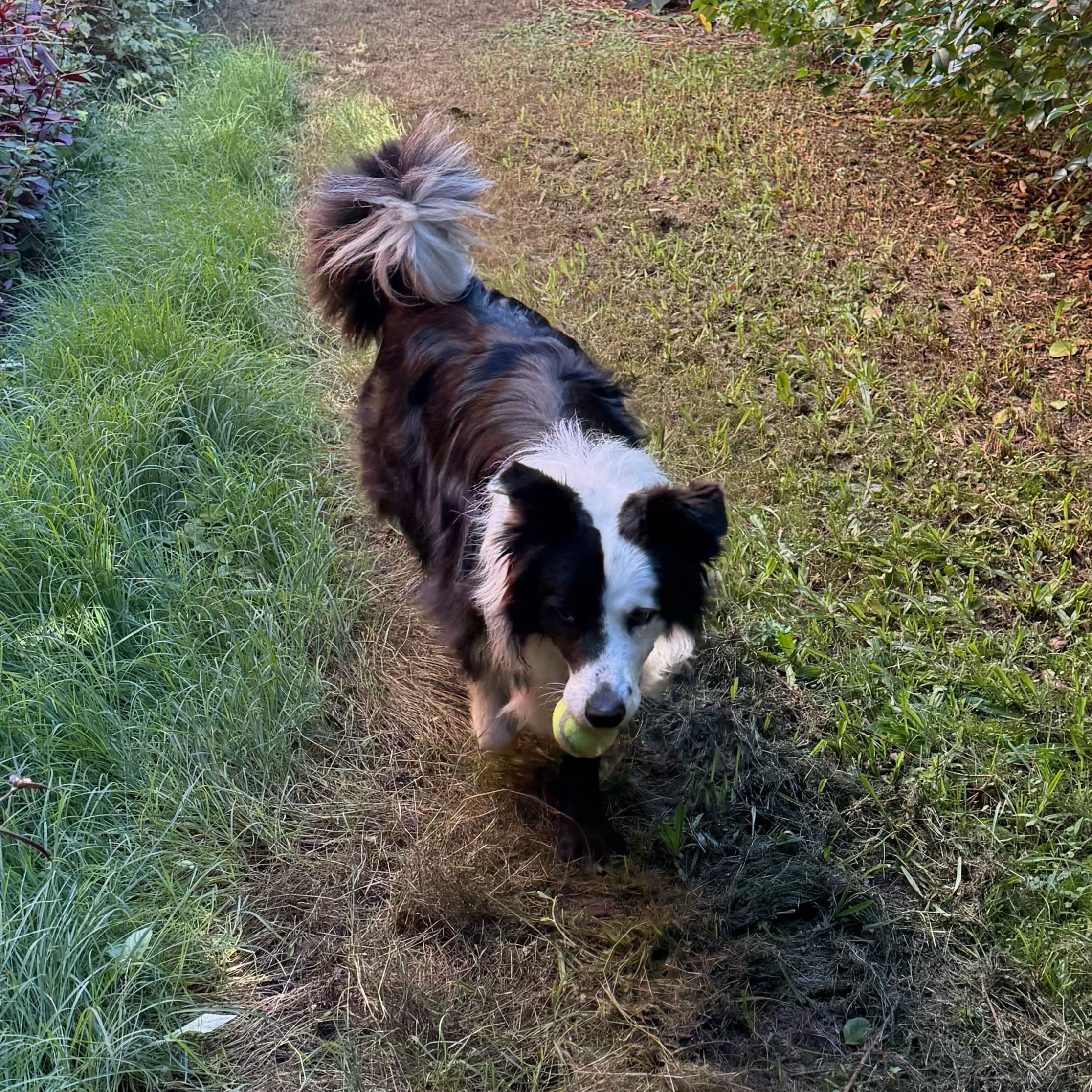Arlo