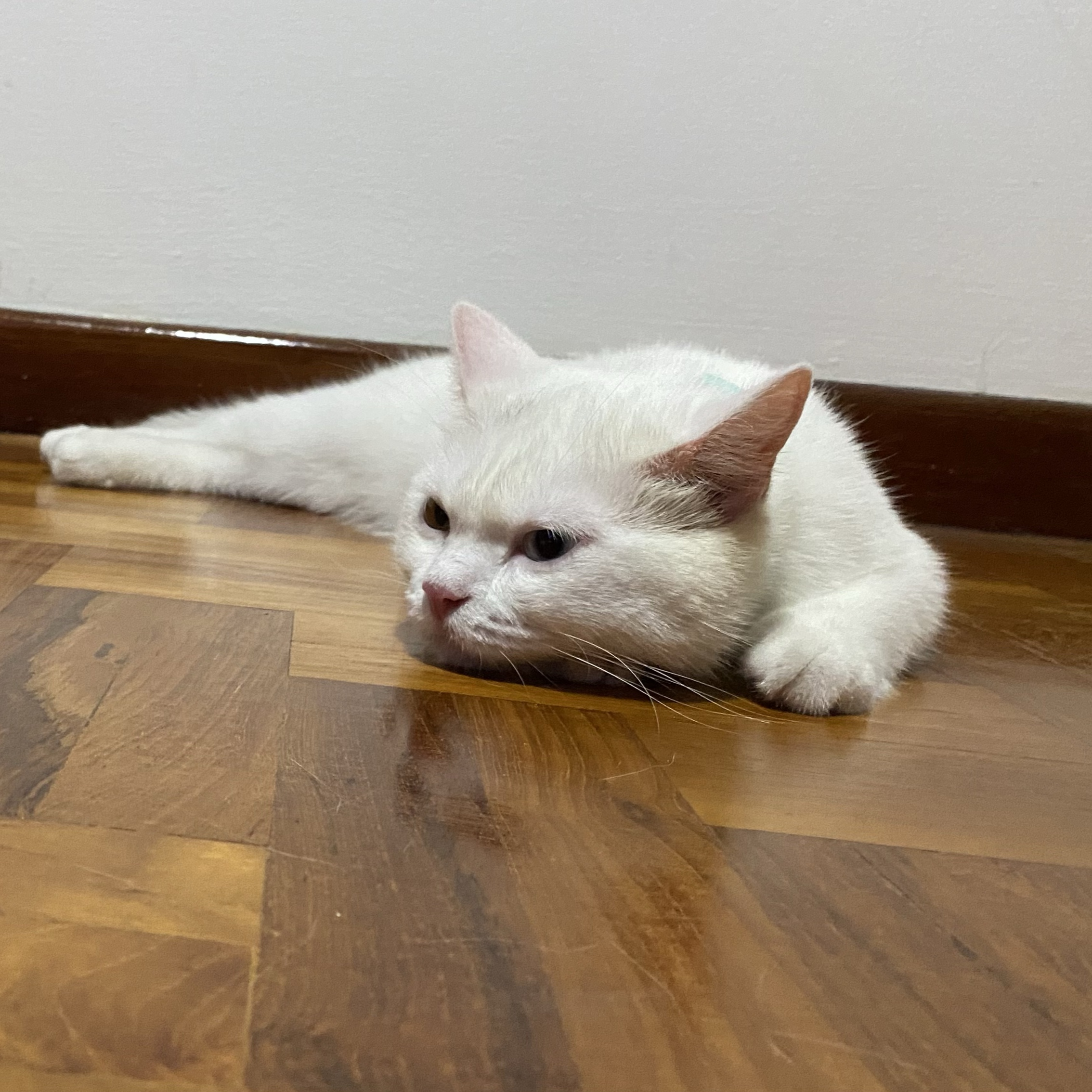 Spot