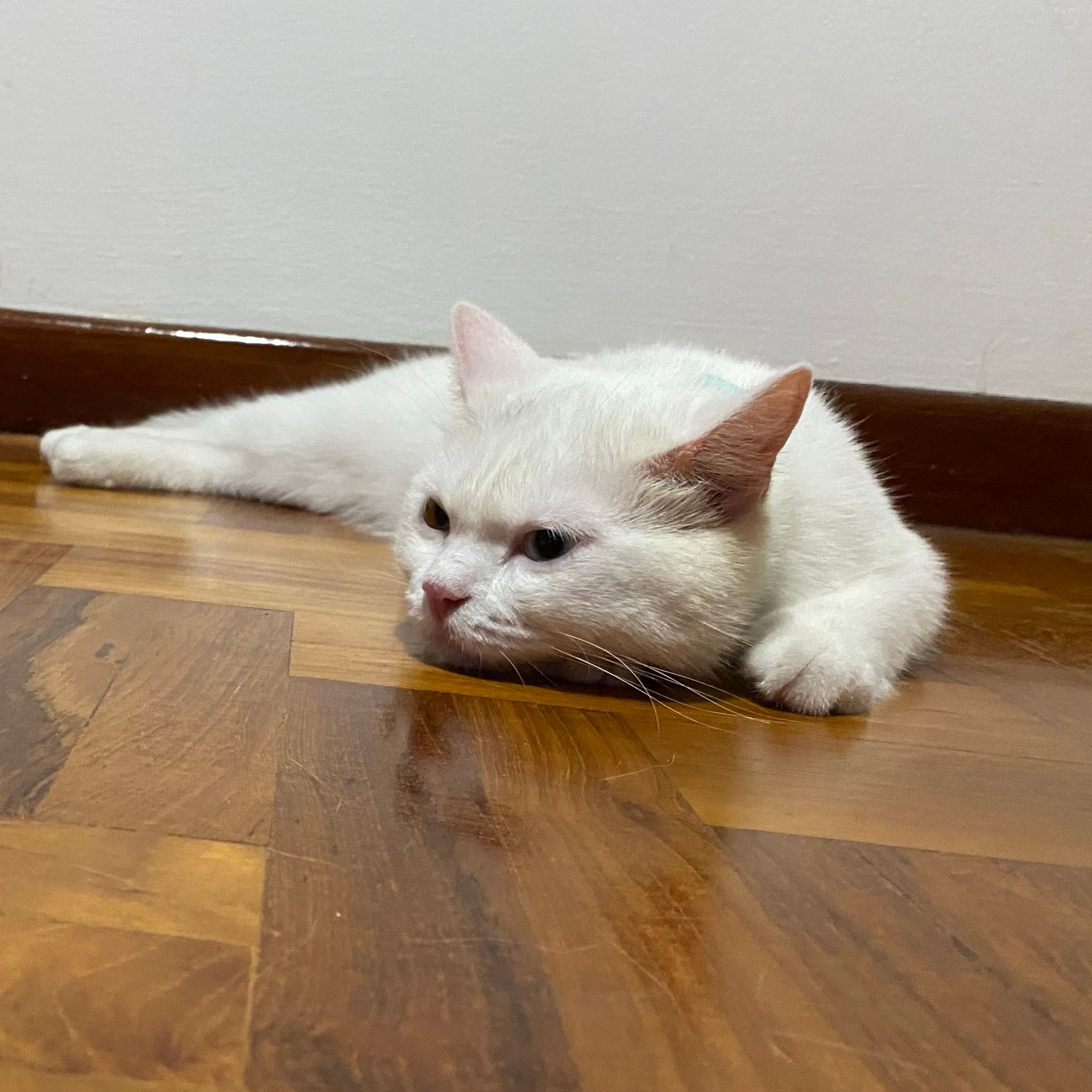 Spot