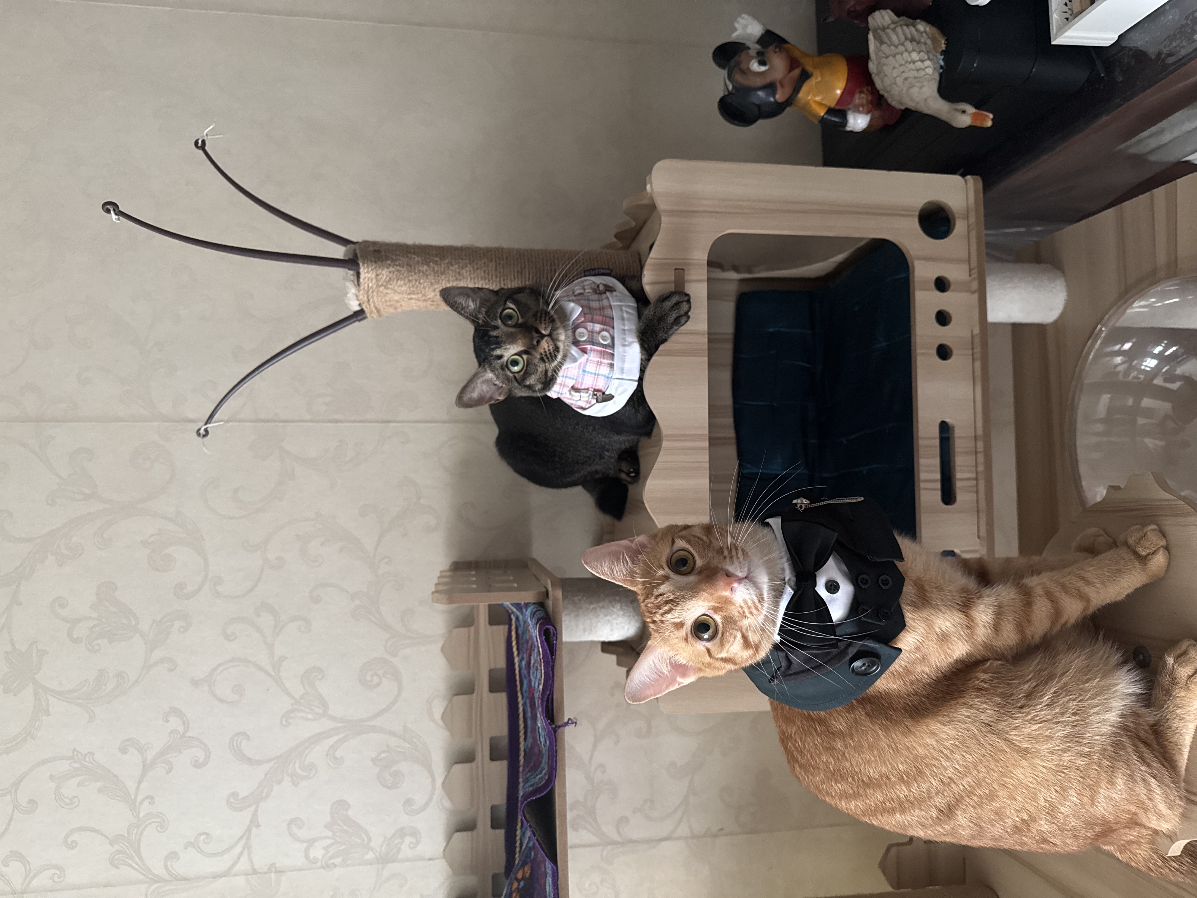 image-11