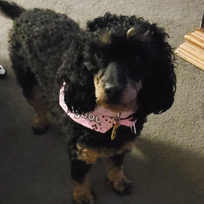 Betty boo