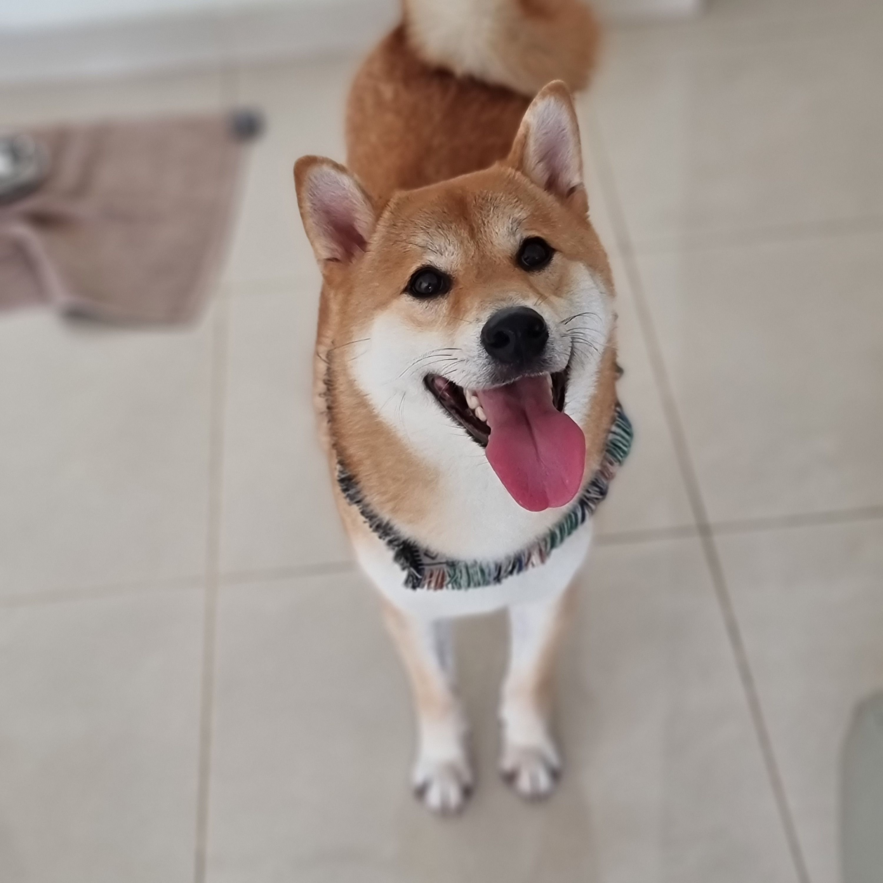 Katsu