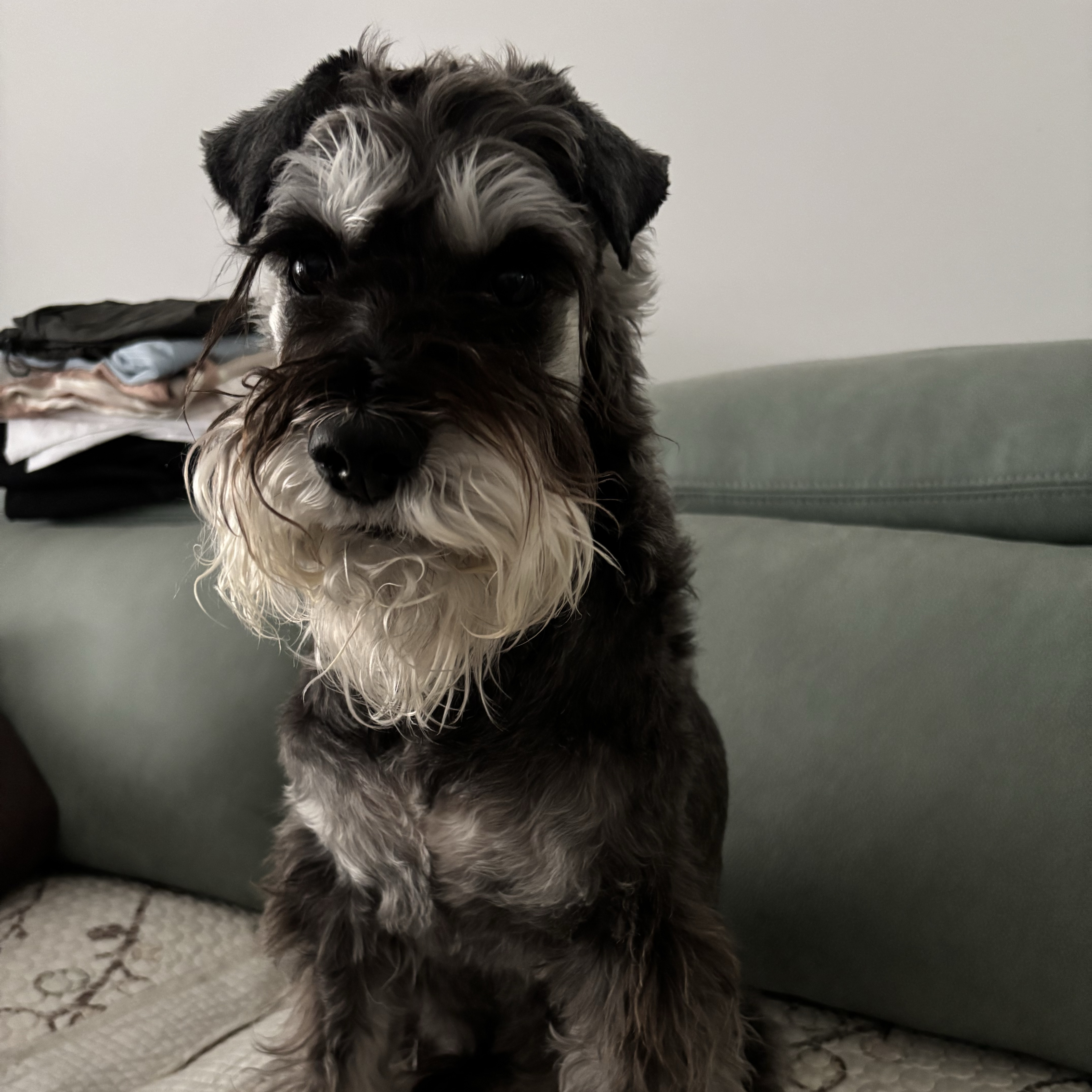 DuoDuo
