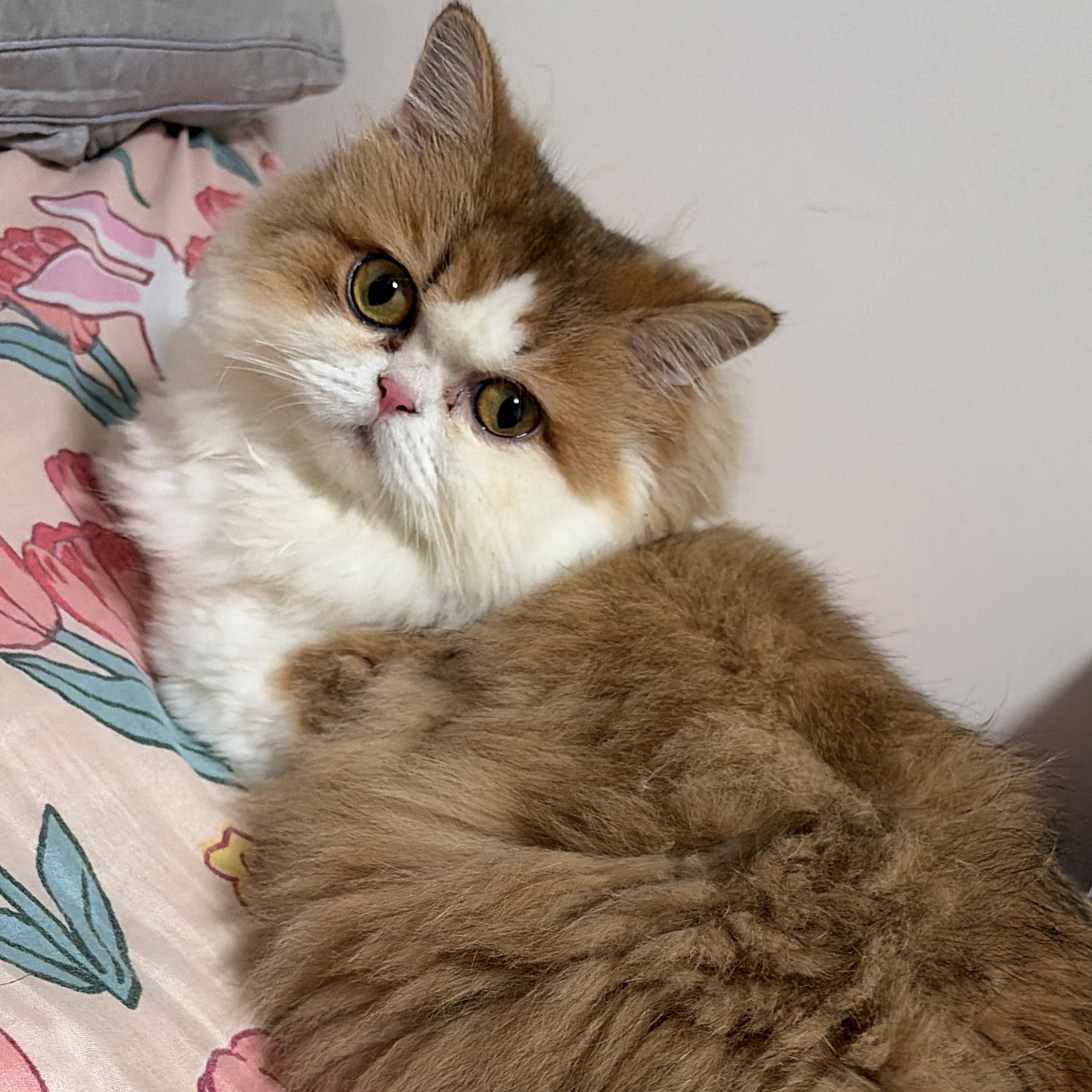 lulu