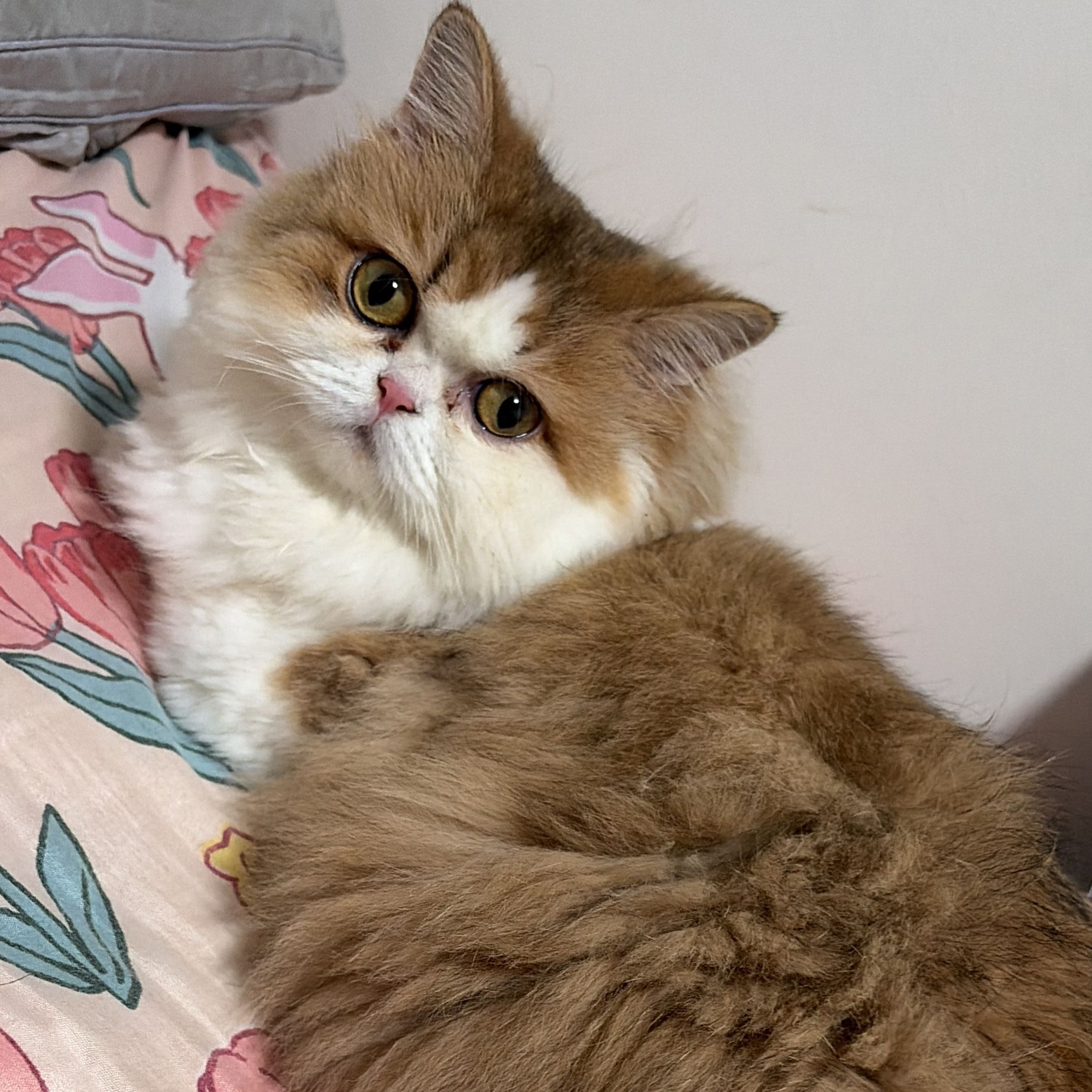 lulu