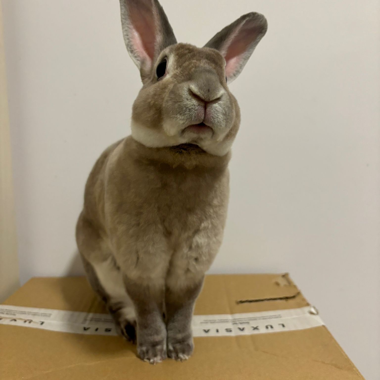 Hoppy