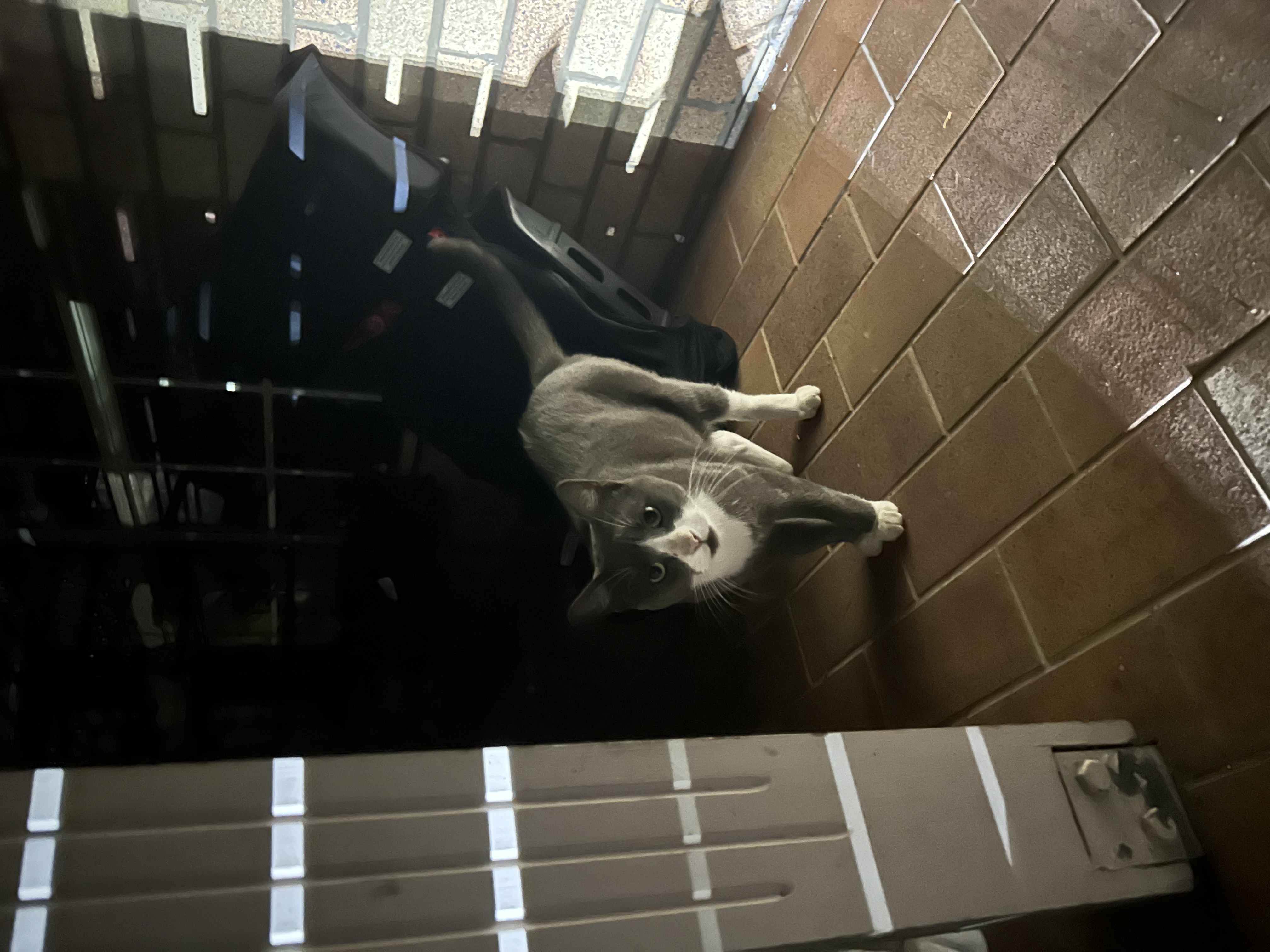 image-6