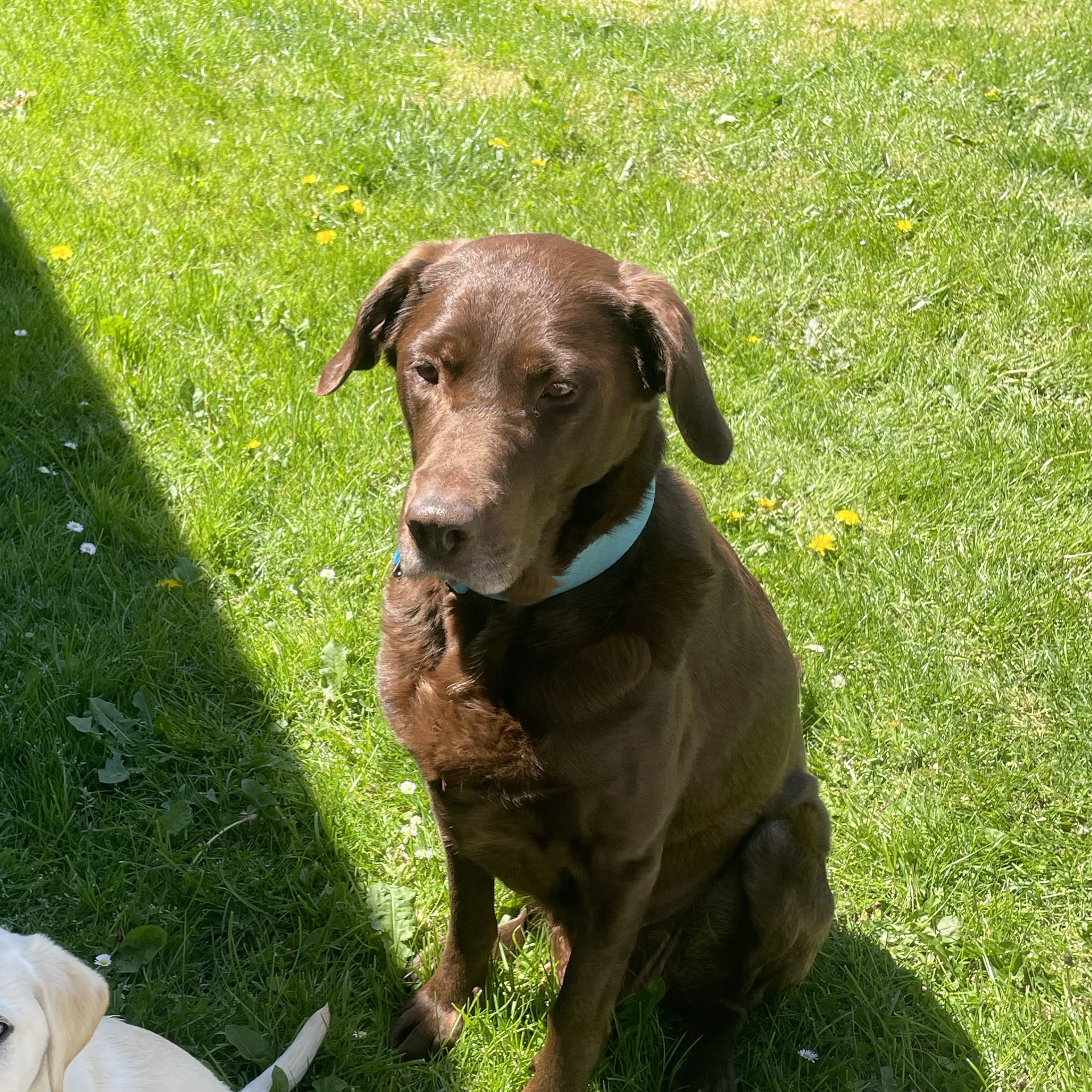 Pip