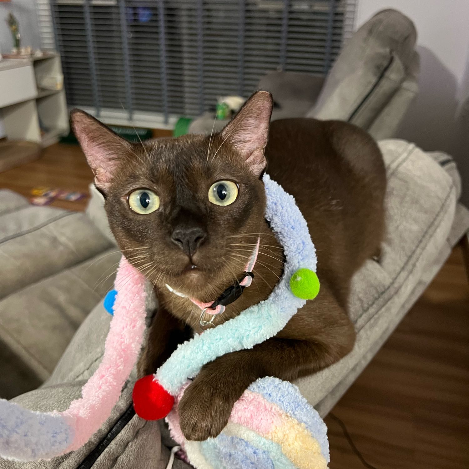 Bella