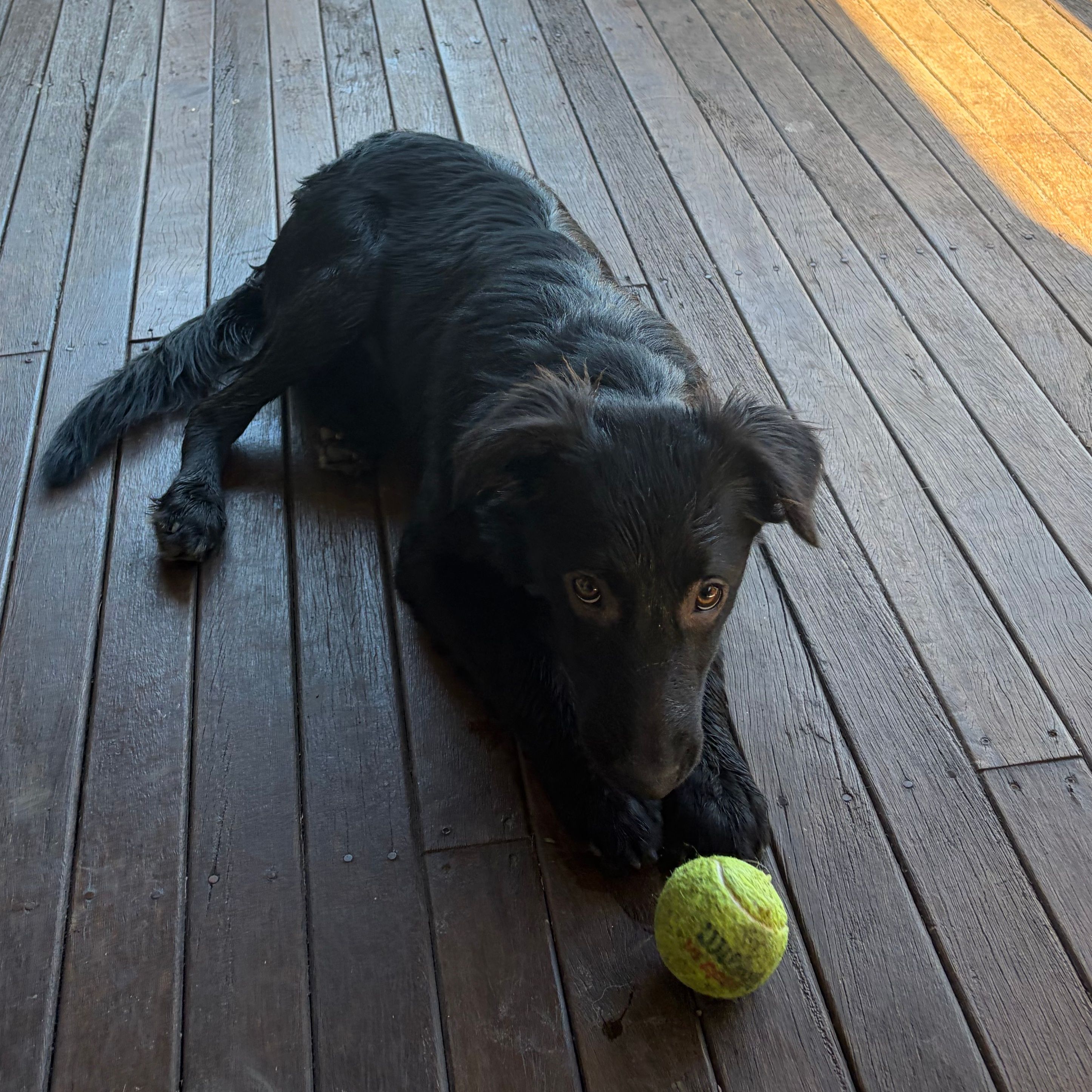 Scout