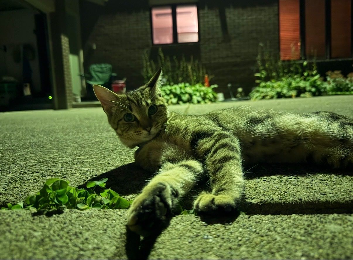 image-8