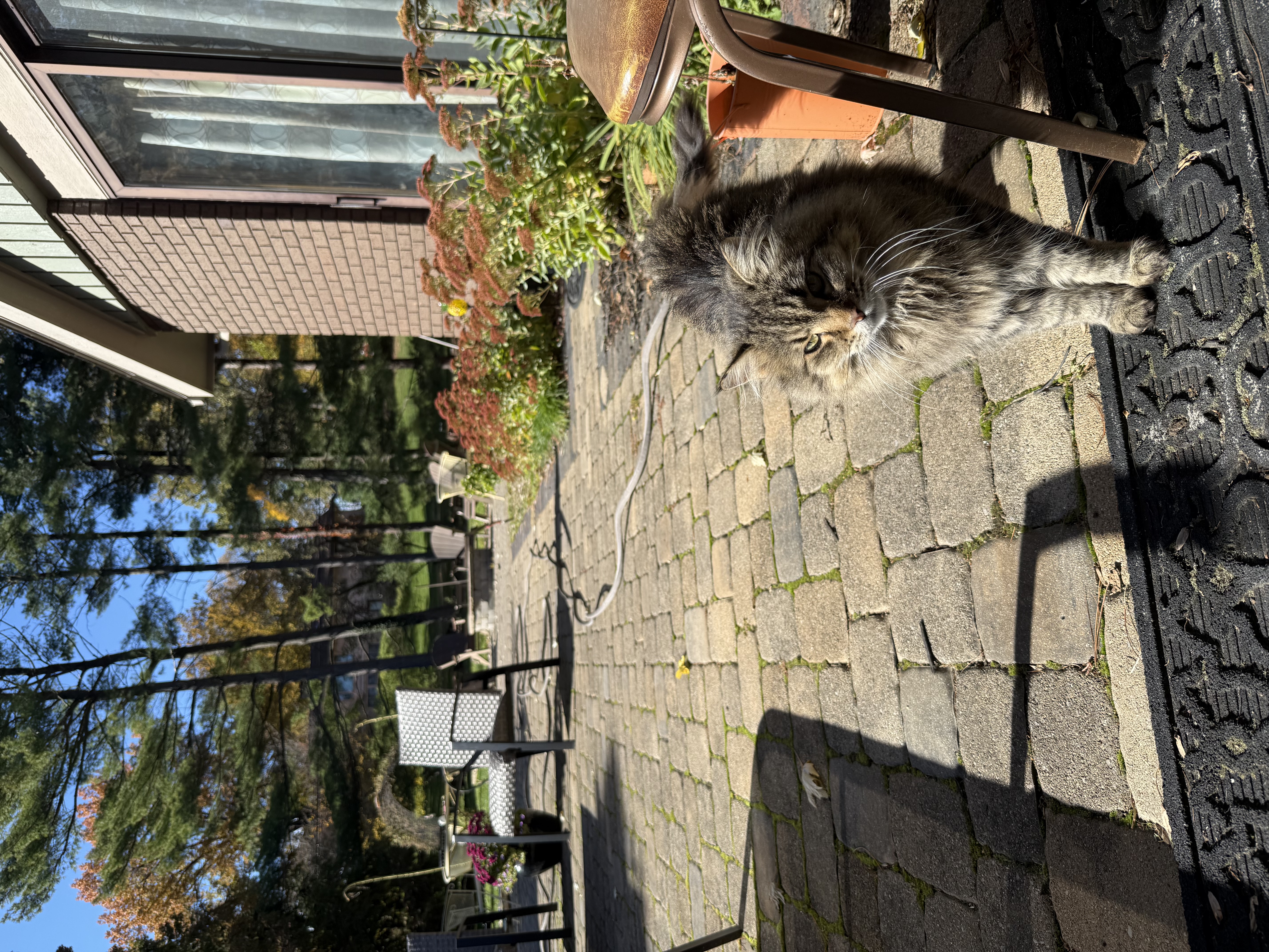 image-7