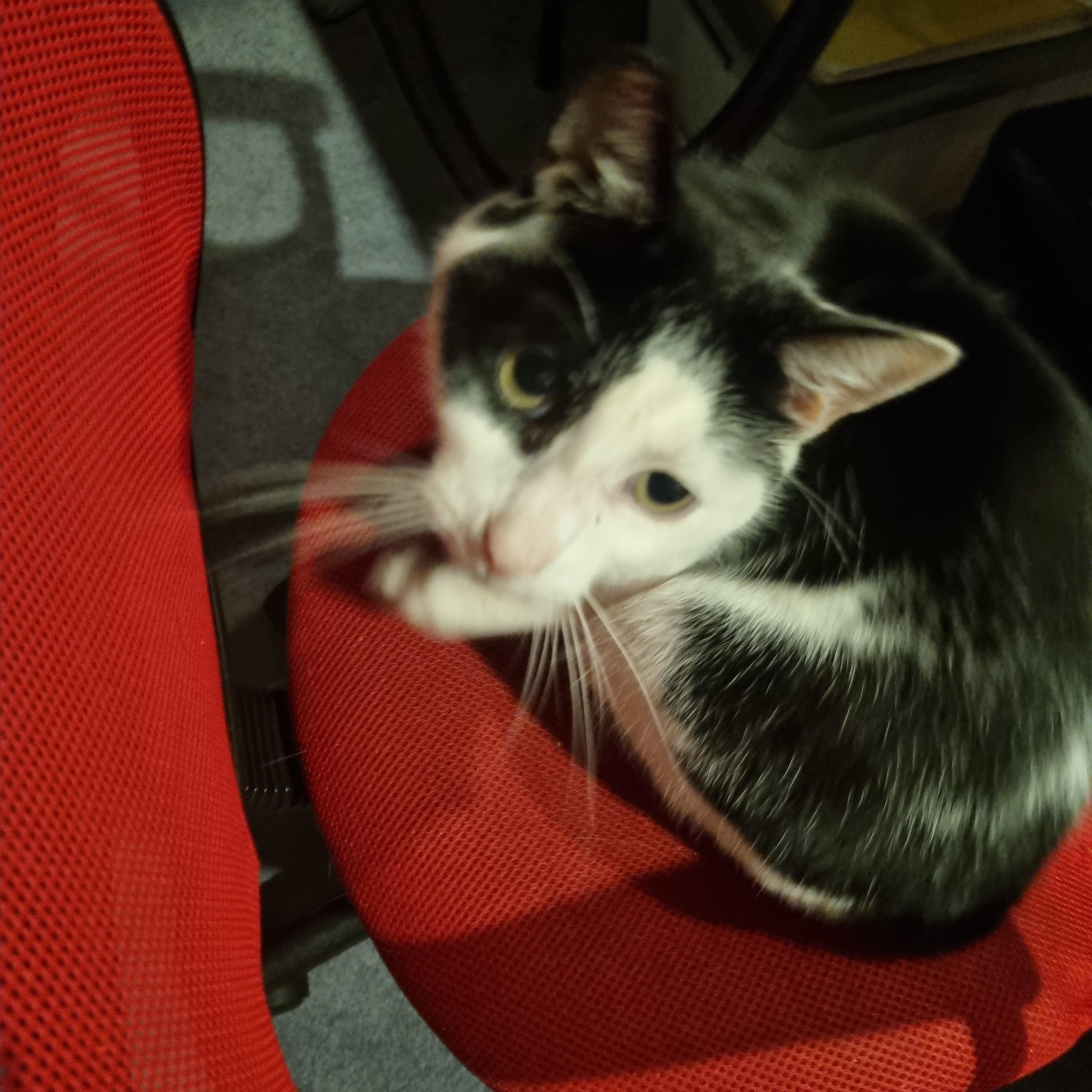 Jacko (answers to Puss Puss)