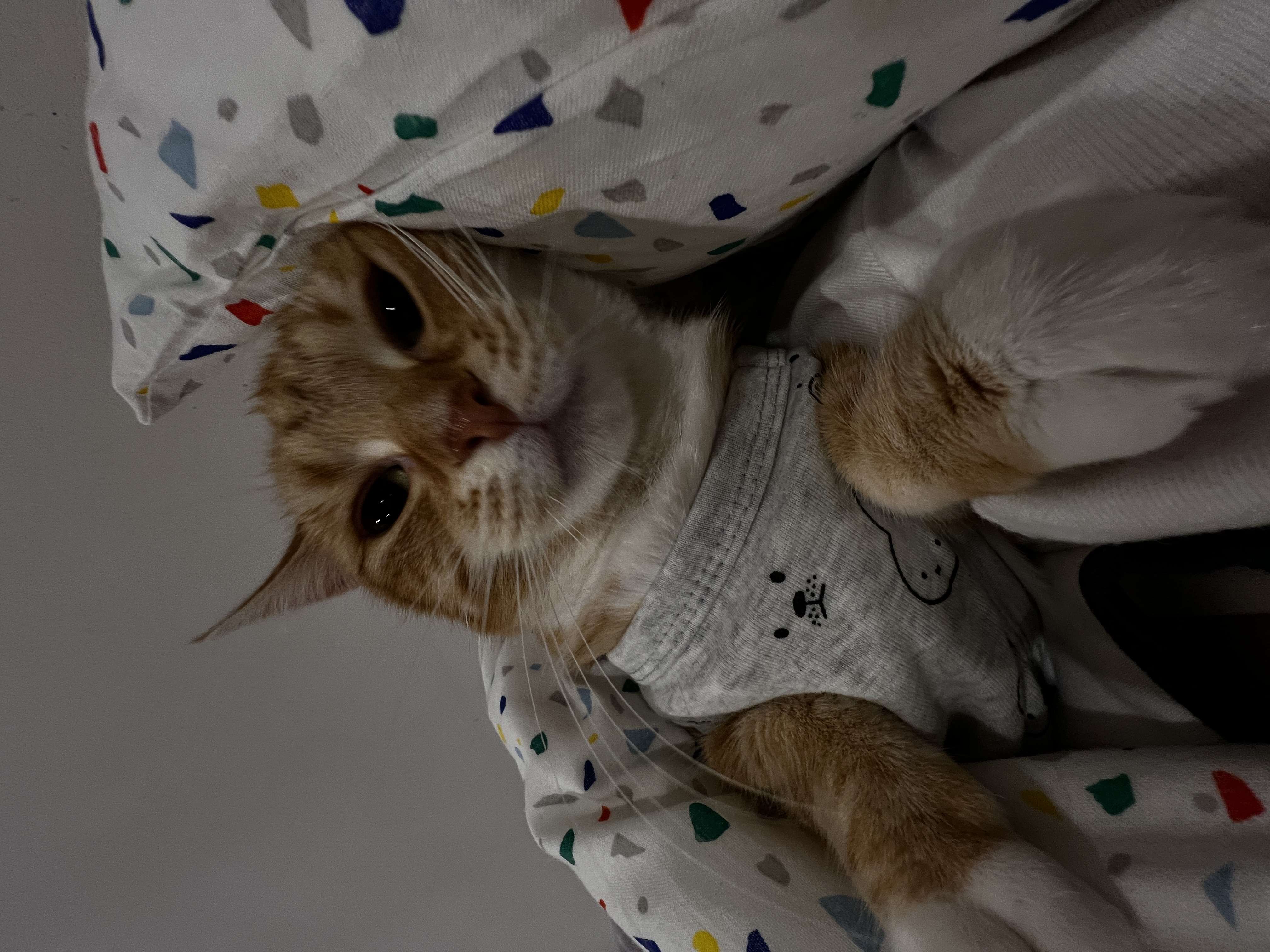 image-8