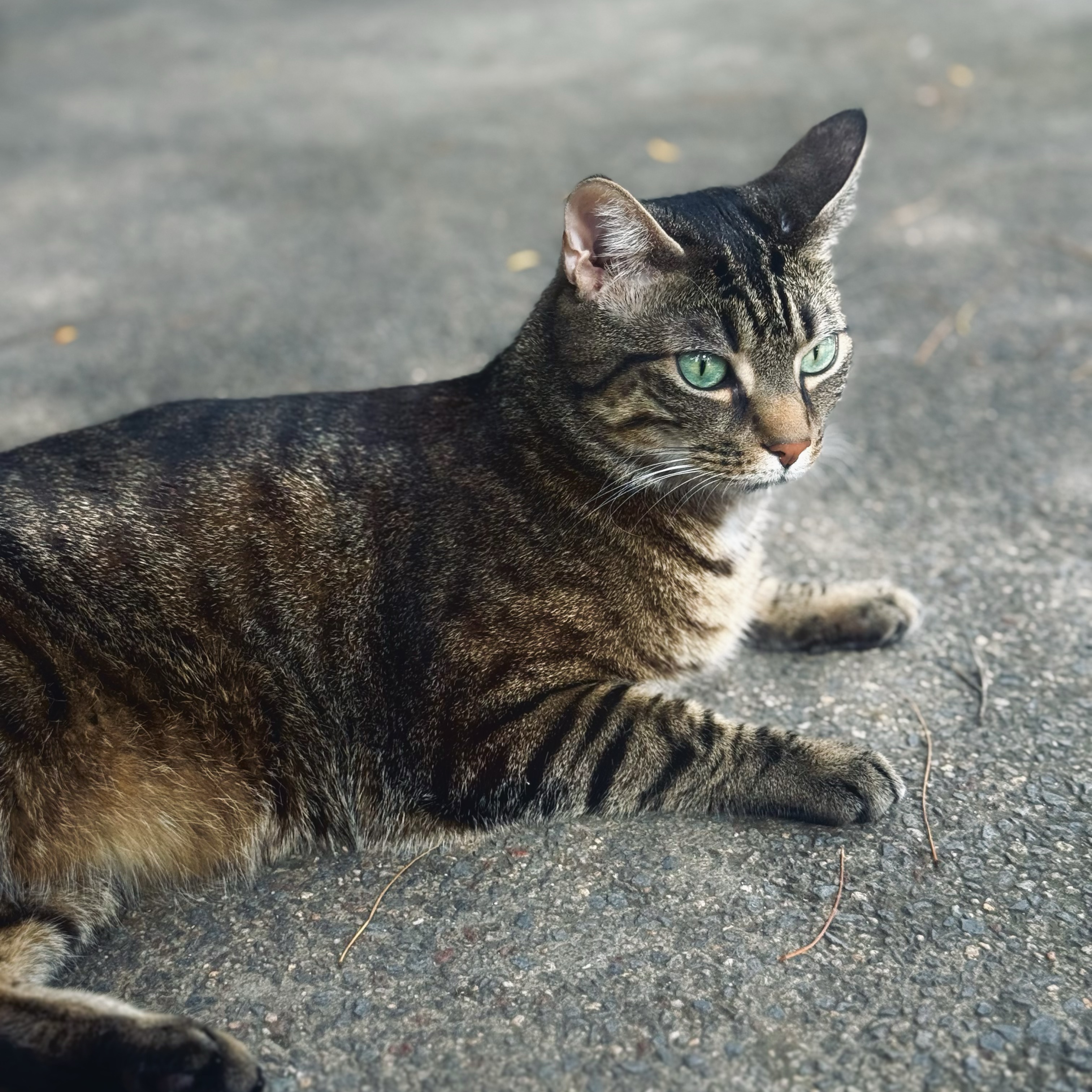 Jeffrey