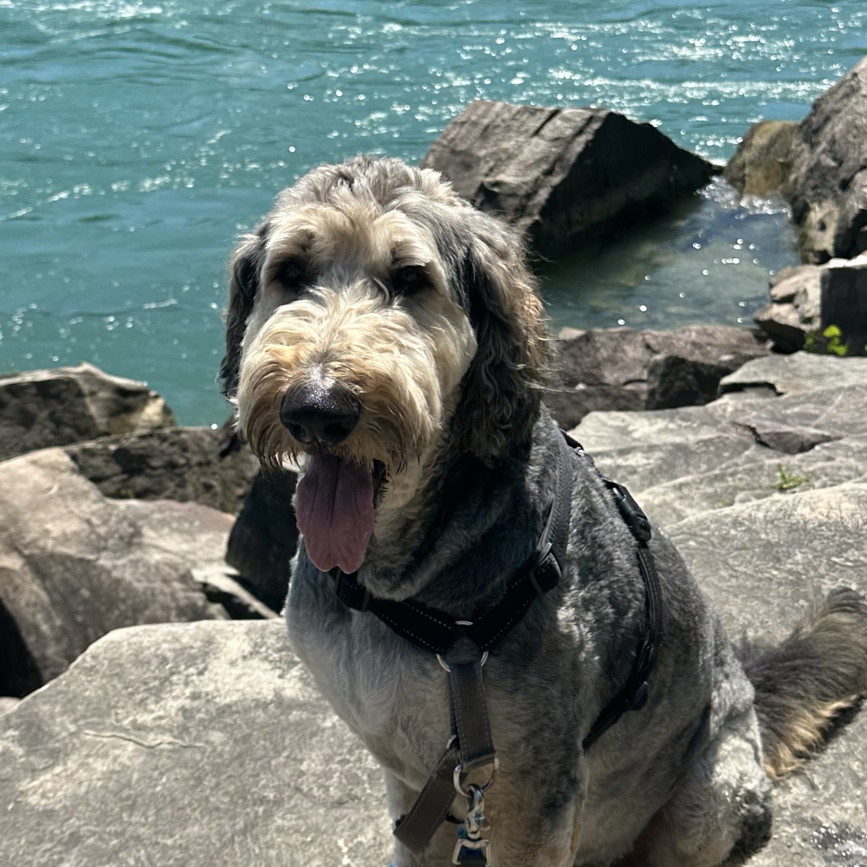 Beau