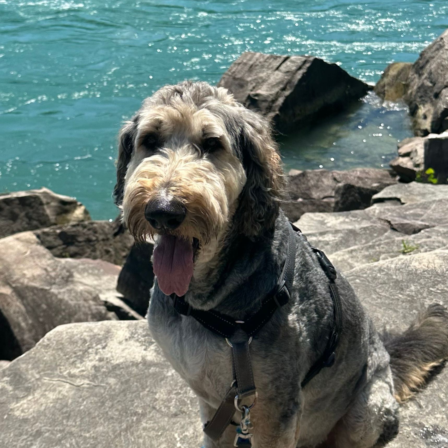 Beau