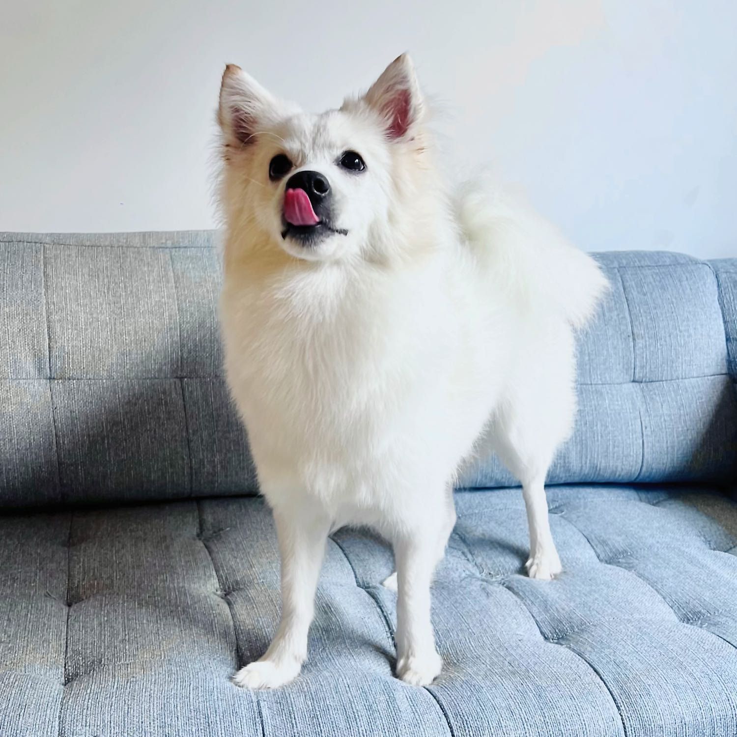 Lola