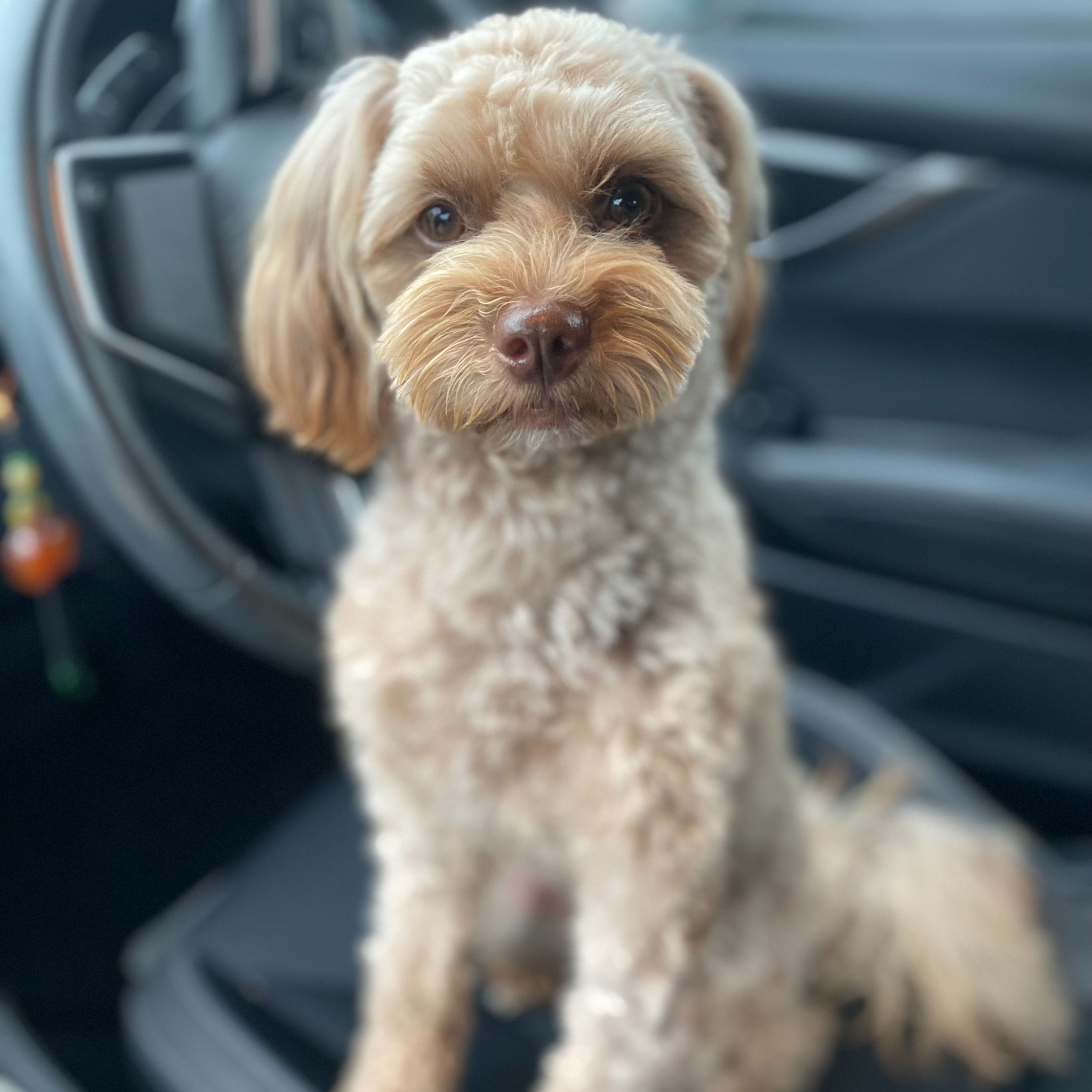 Bacci