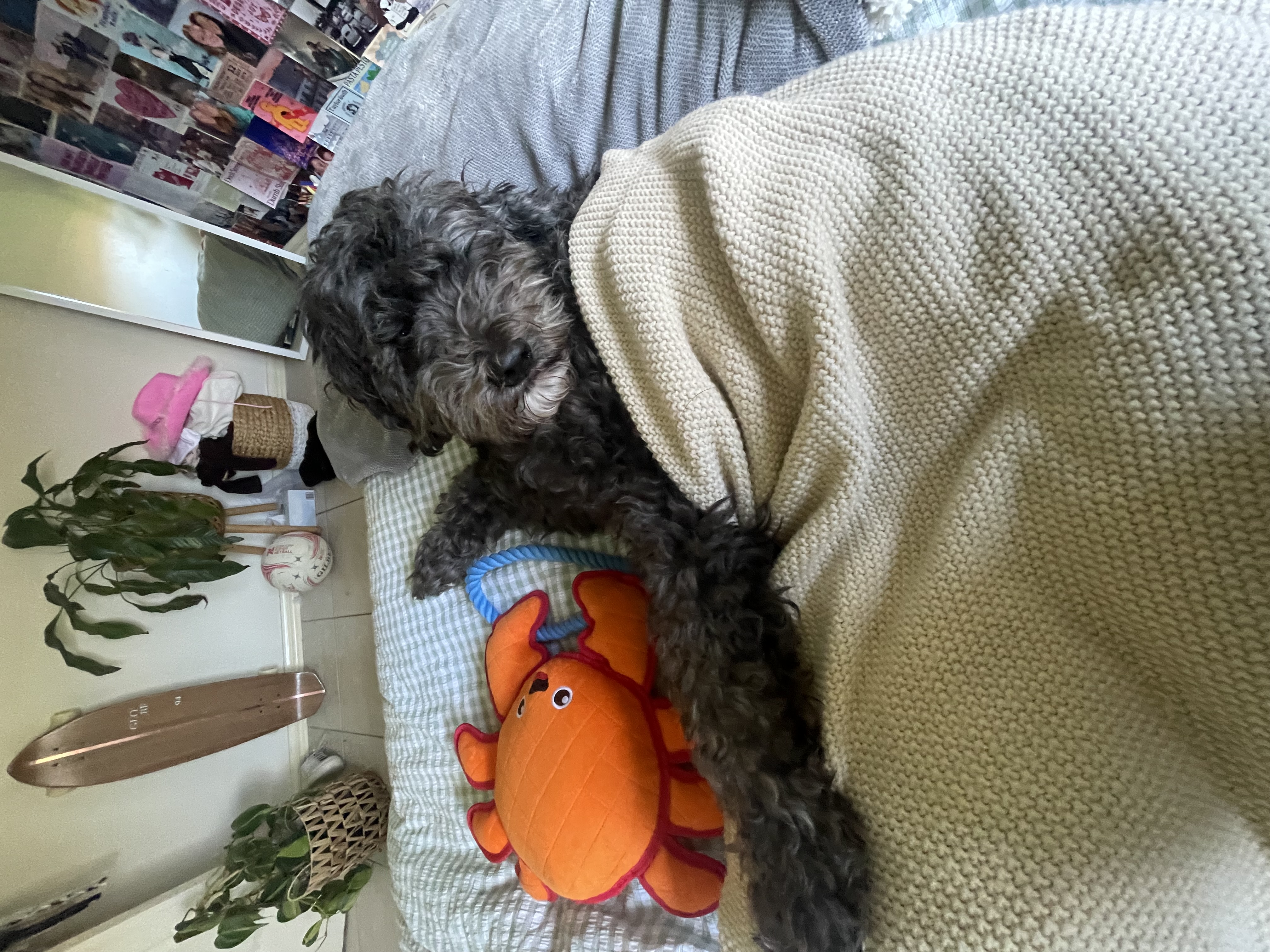 image-6