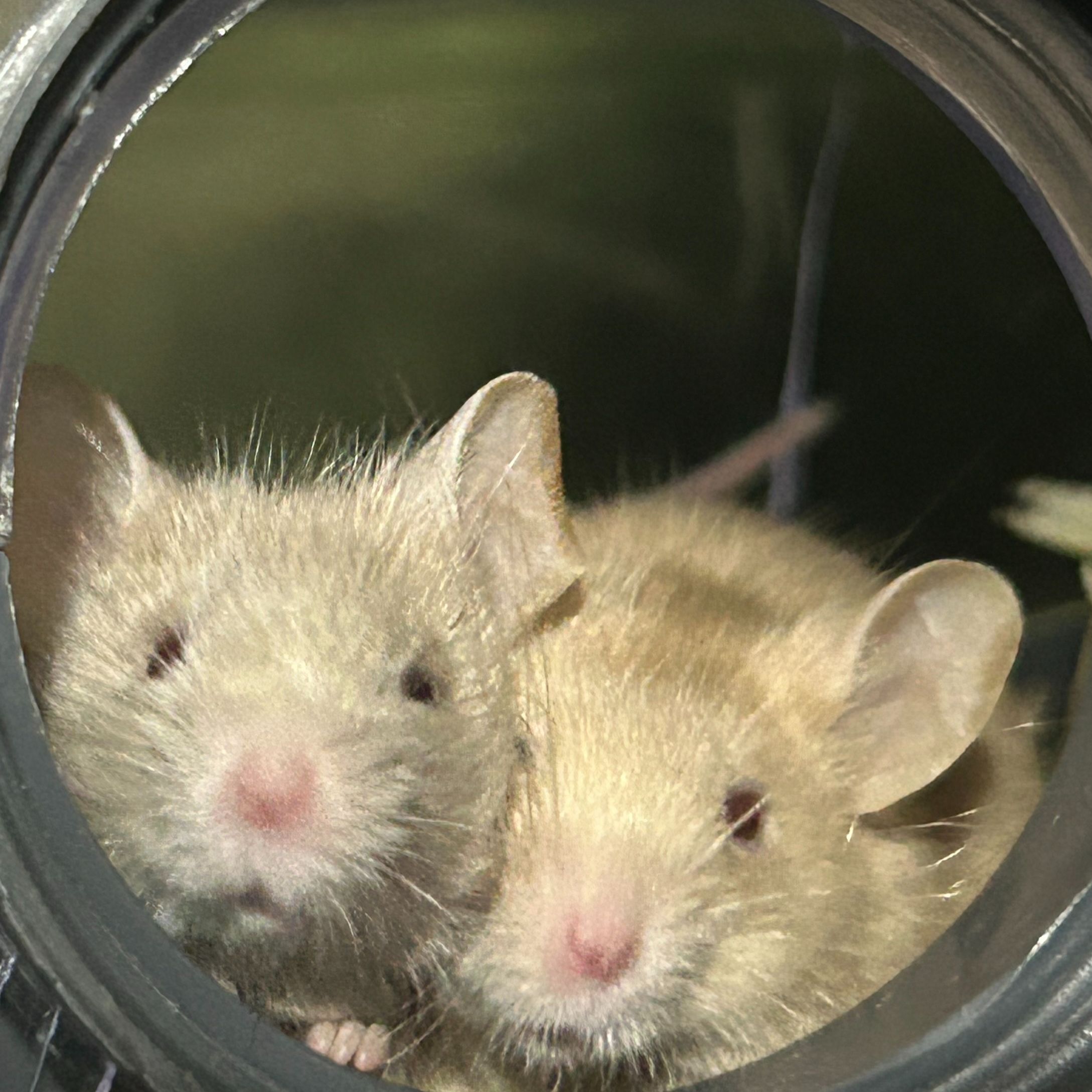 Stewie & Brutus