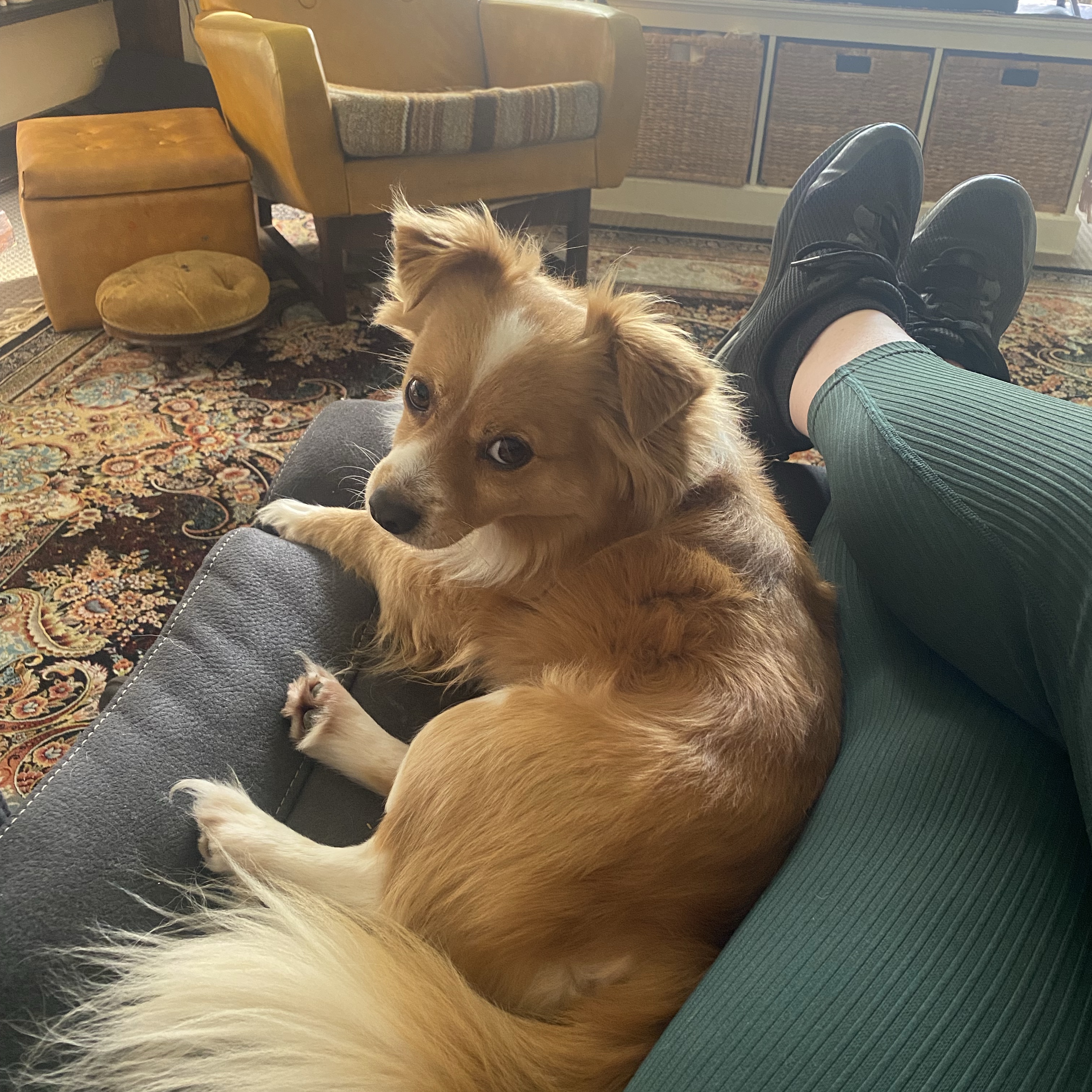 Buddy