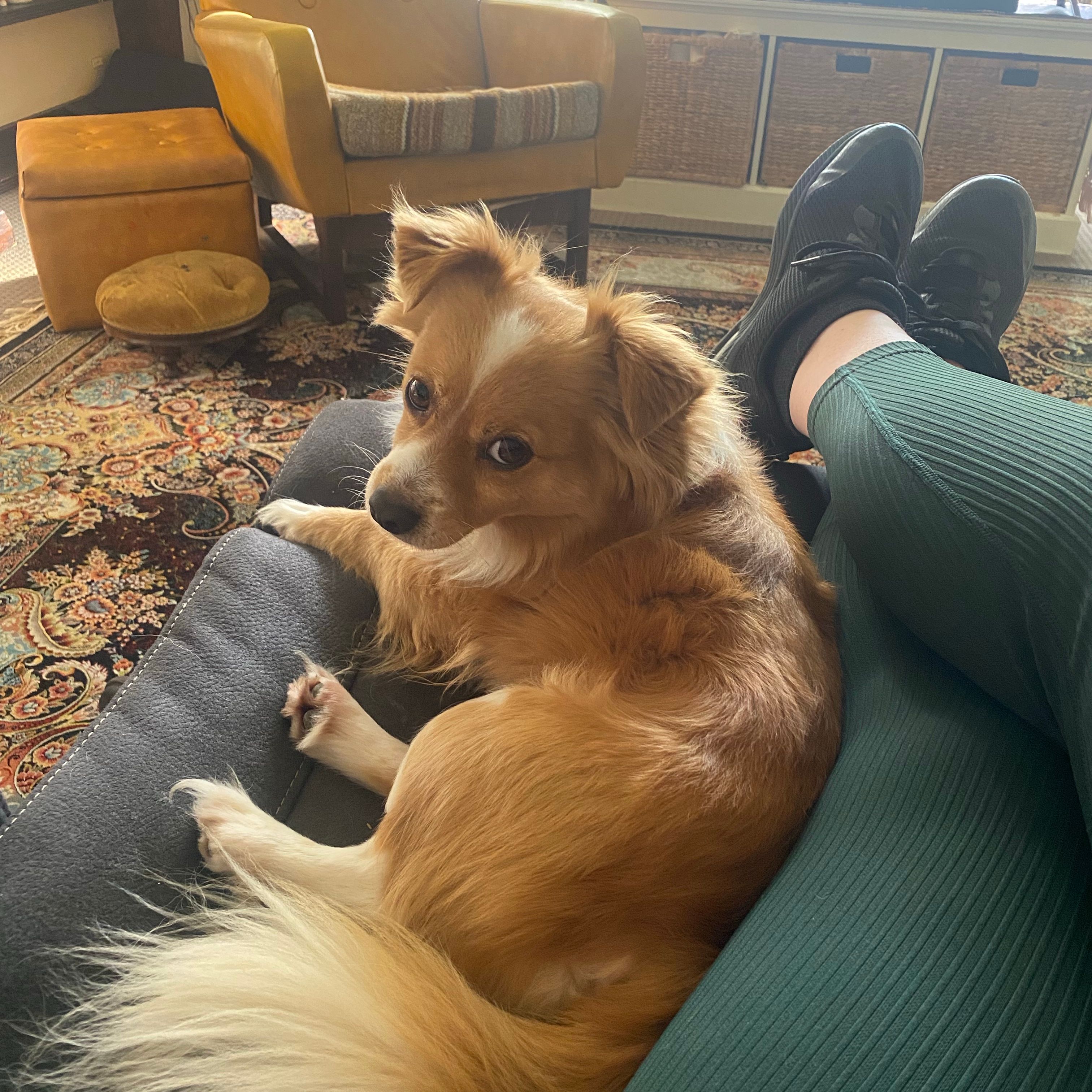 Buddy