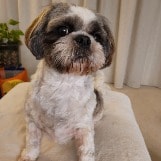 Benji