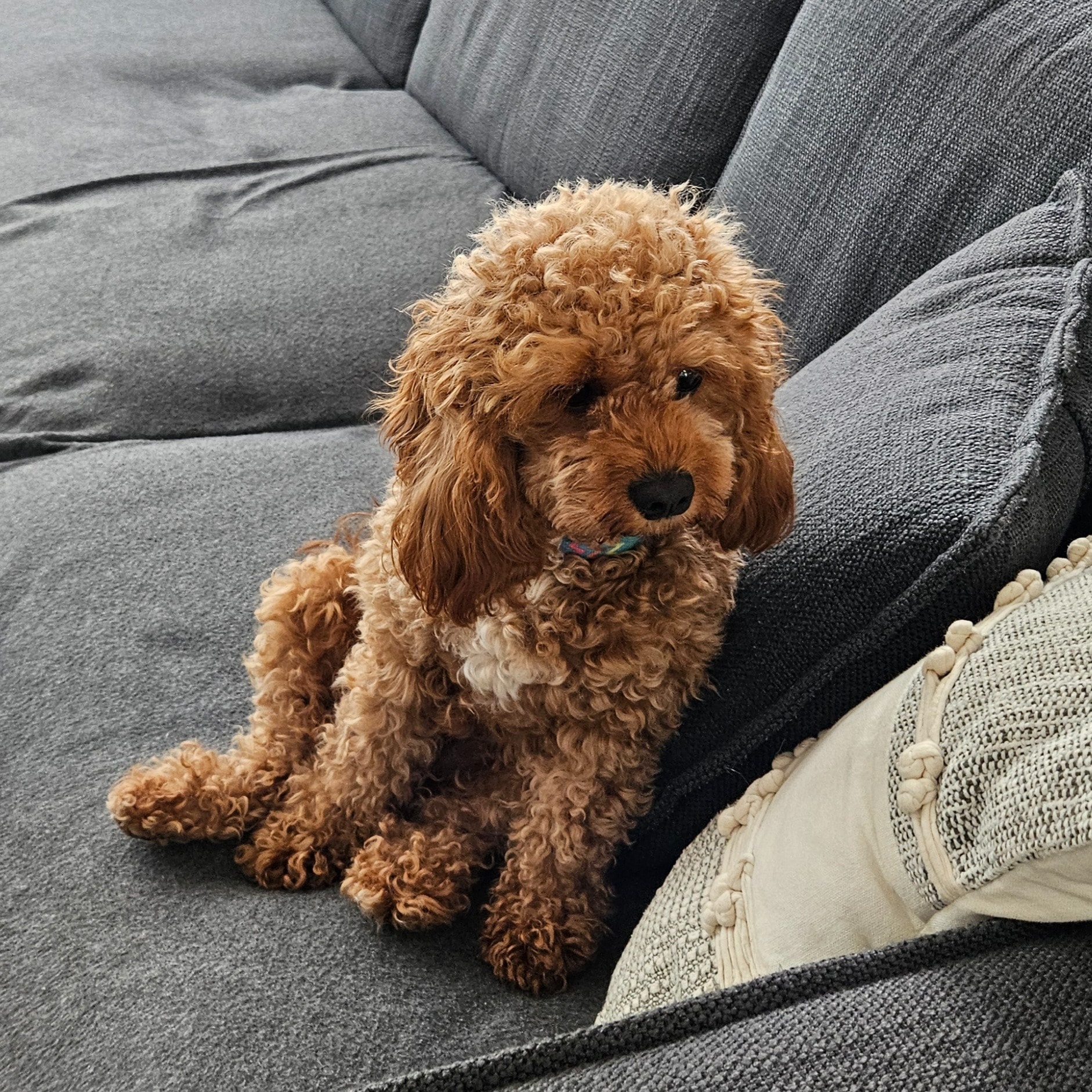 Molly