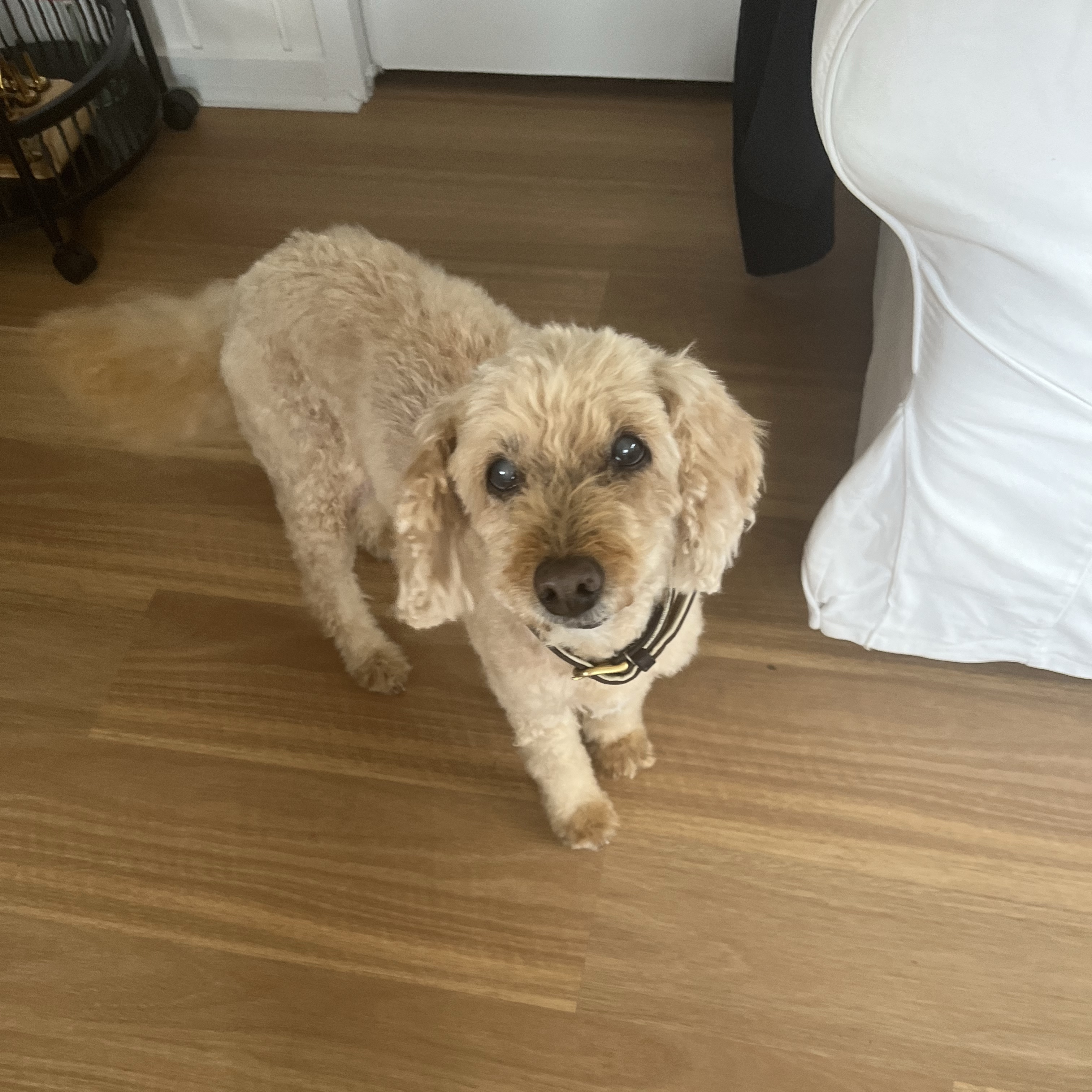Lulu 