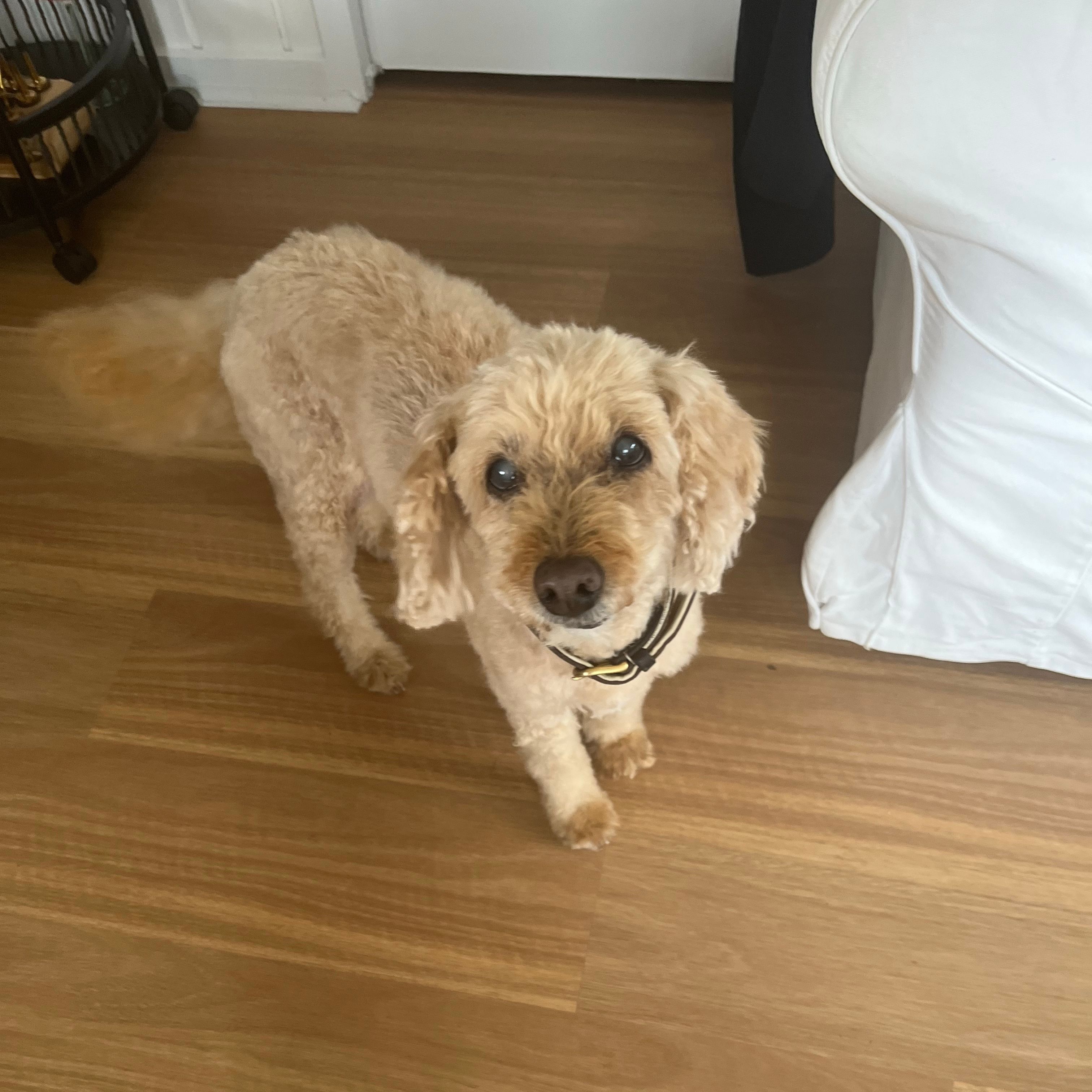 Lulu