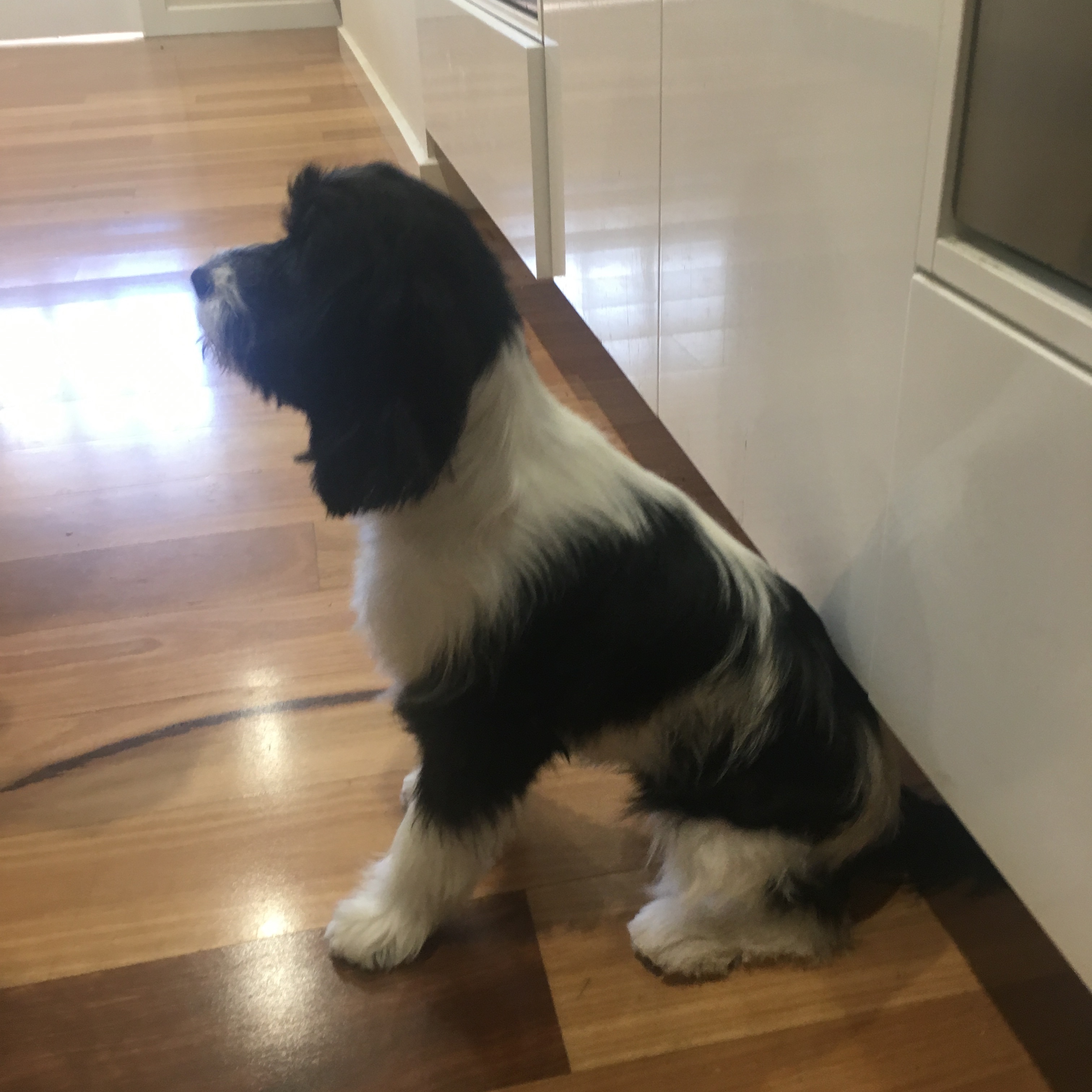 Maisy