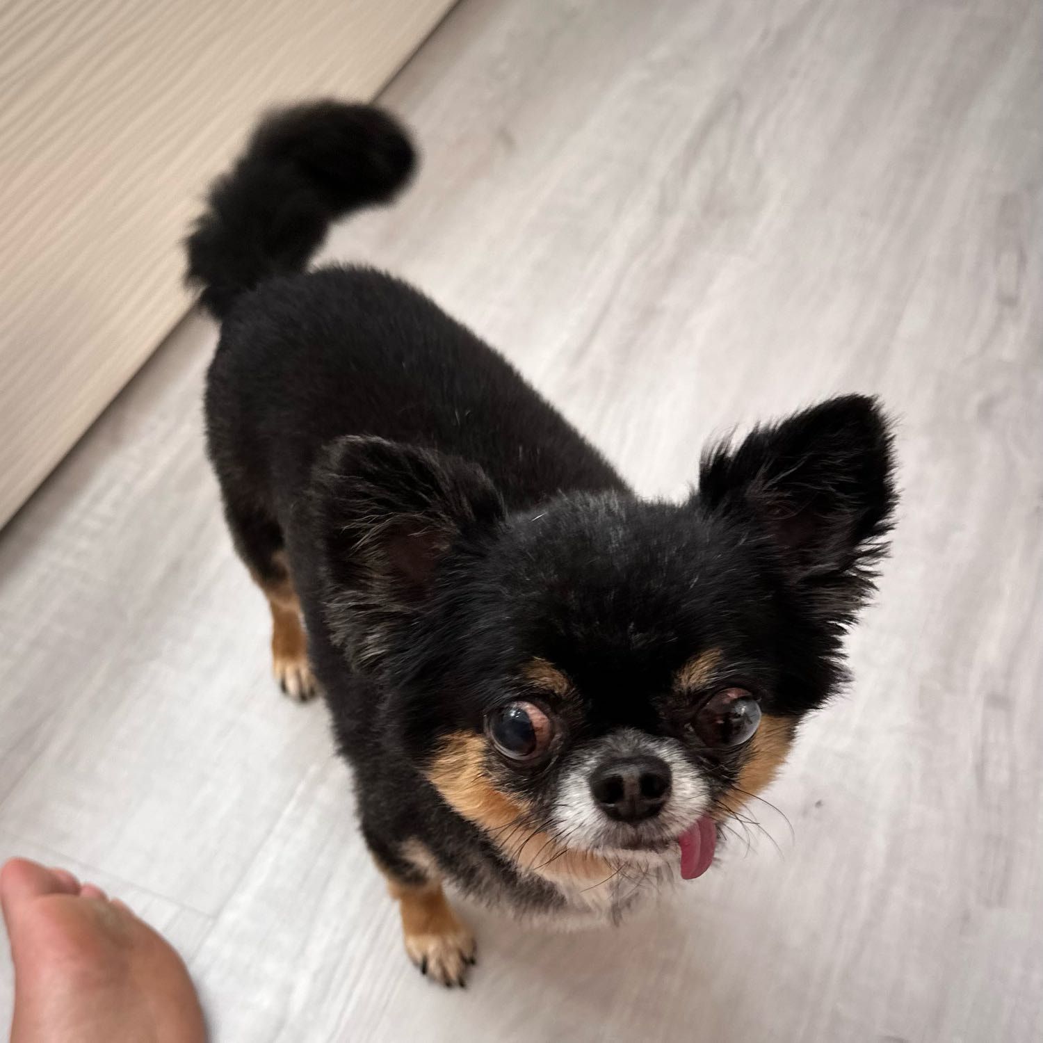 Bruno