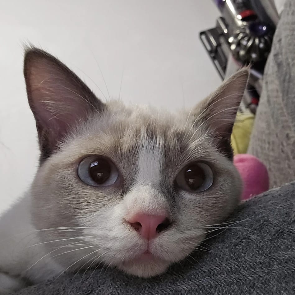 Tofu