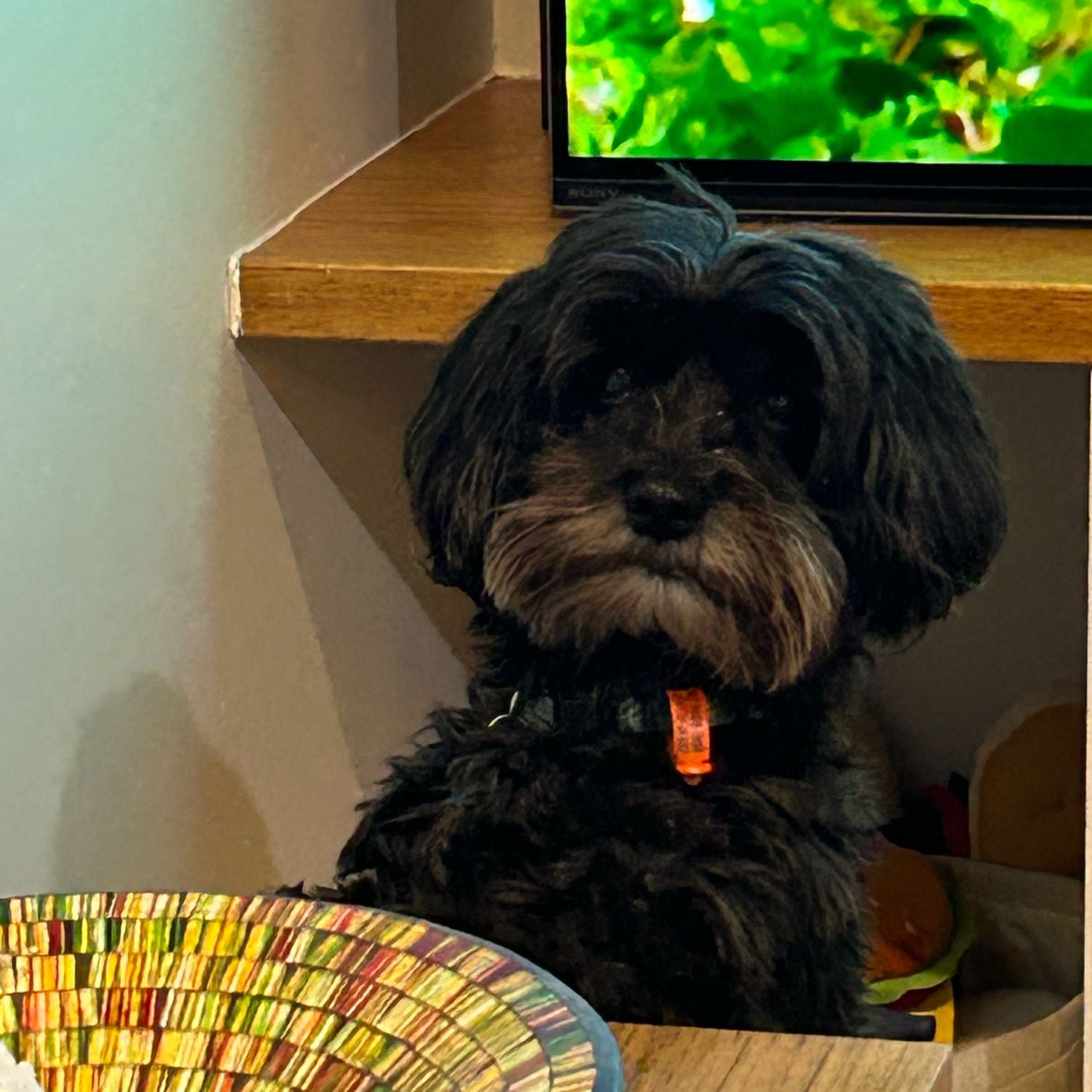 Arlo