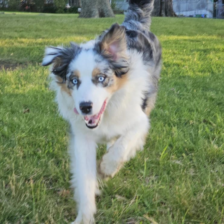 Happy