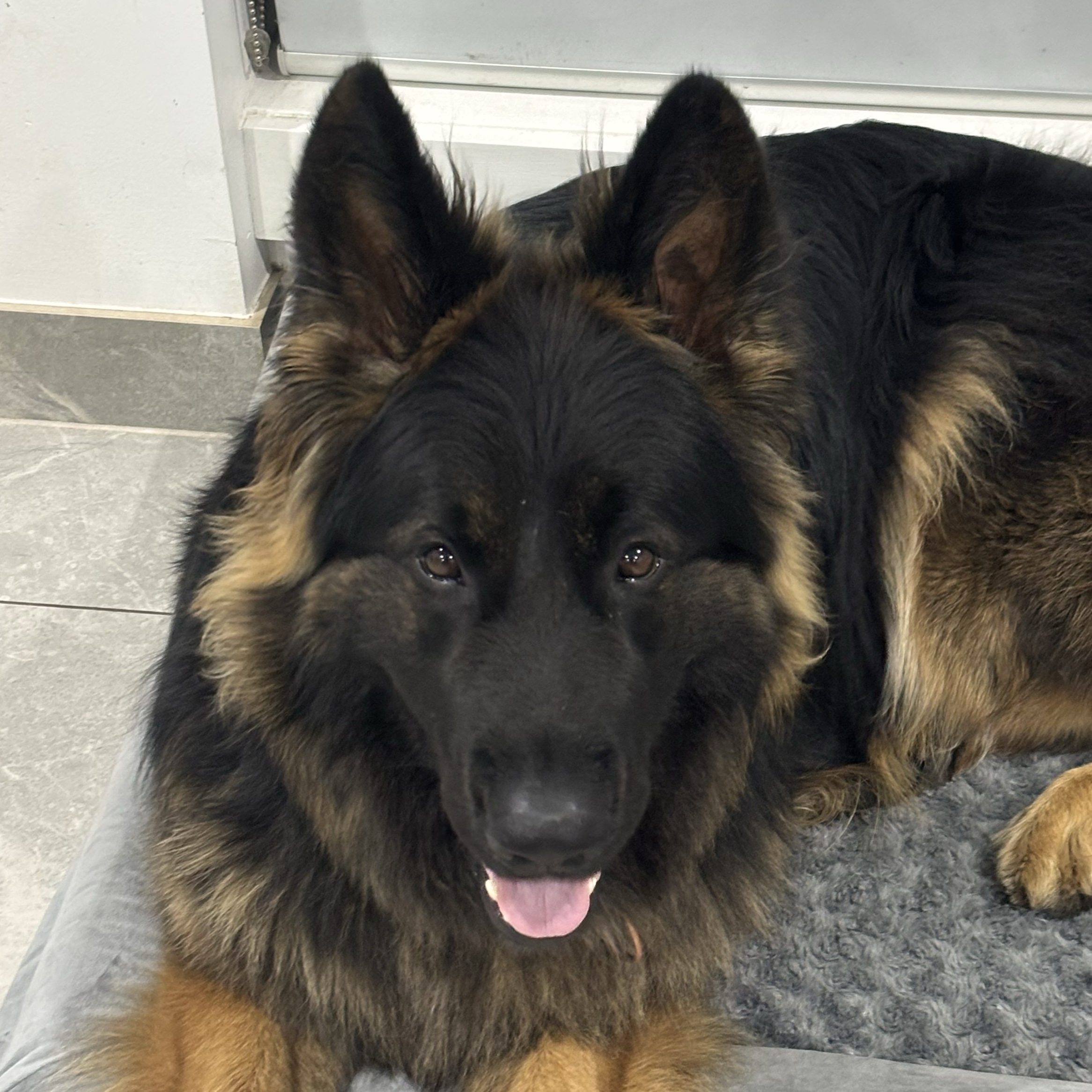 Brunie (Bruno)