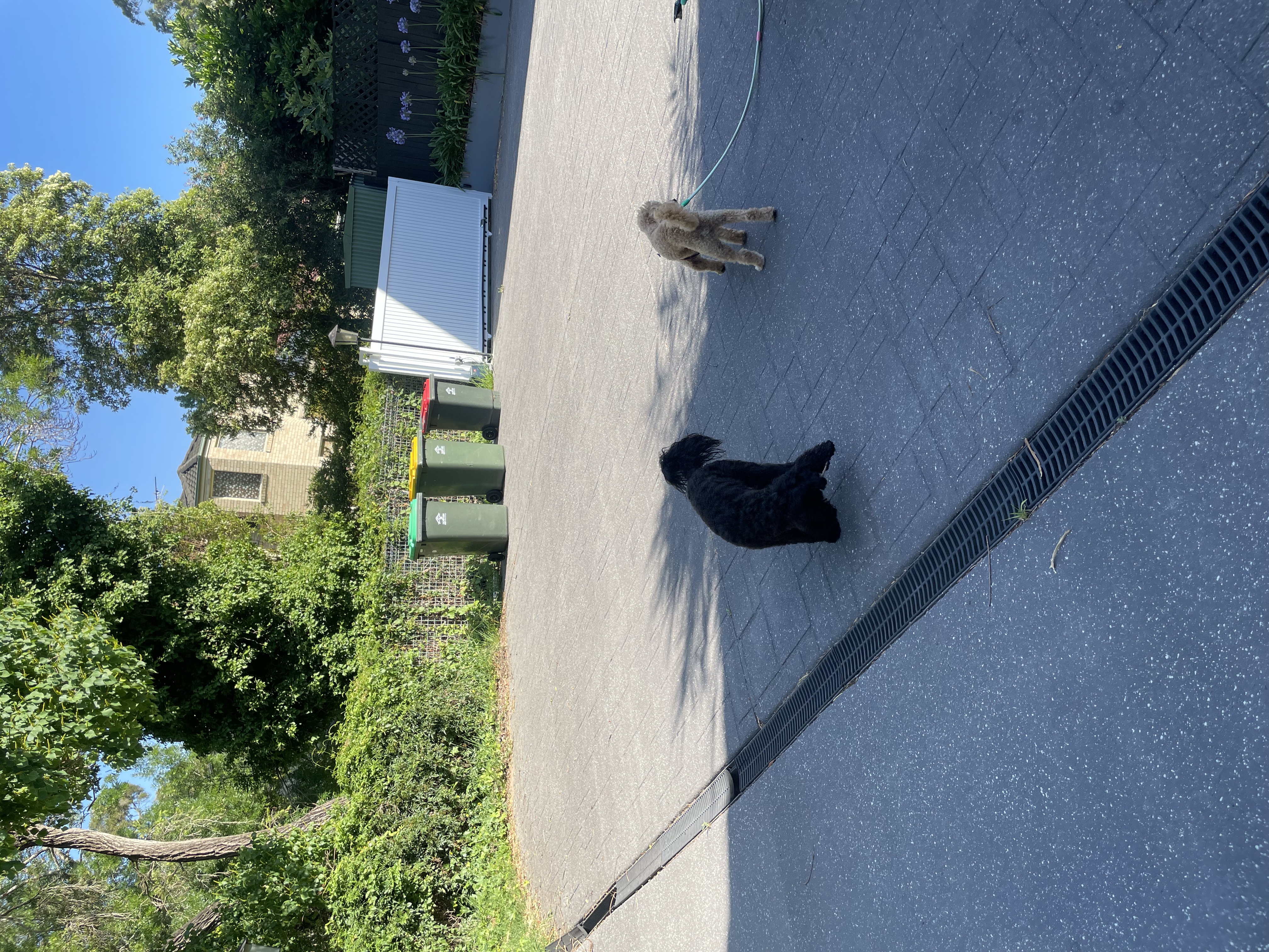 image-19