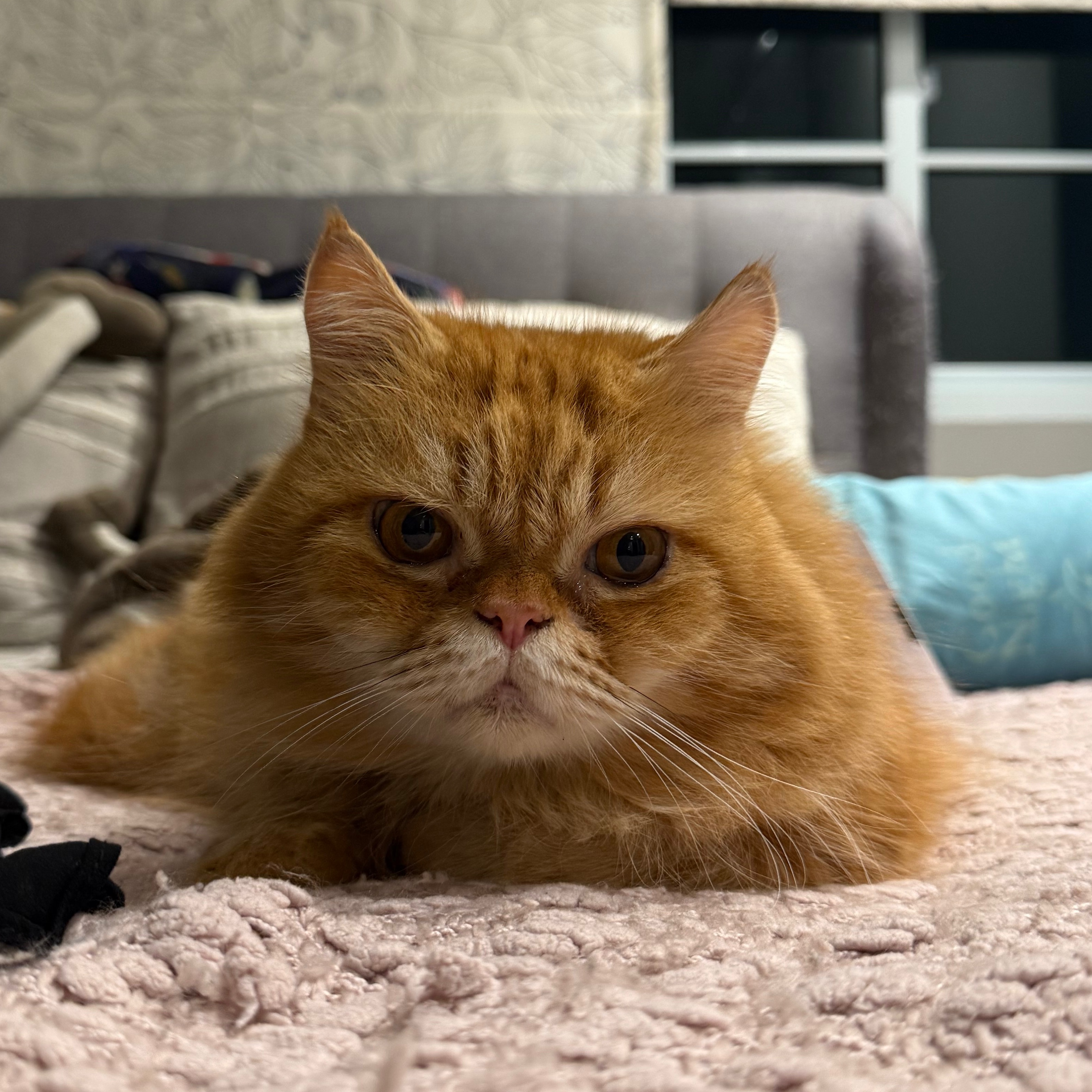 Ginger oyen