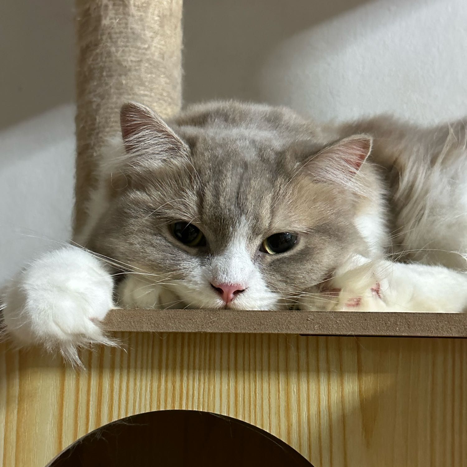 mochi