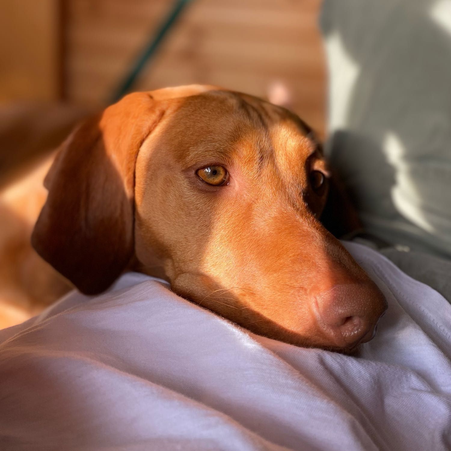 Indie