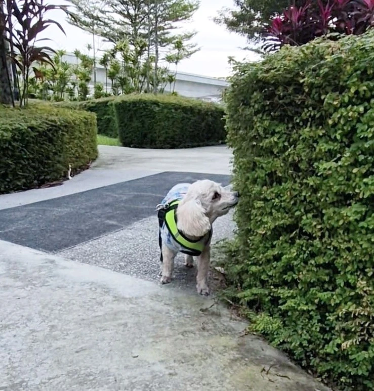 image-19