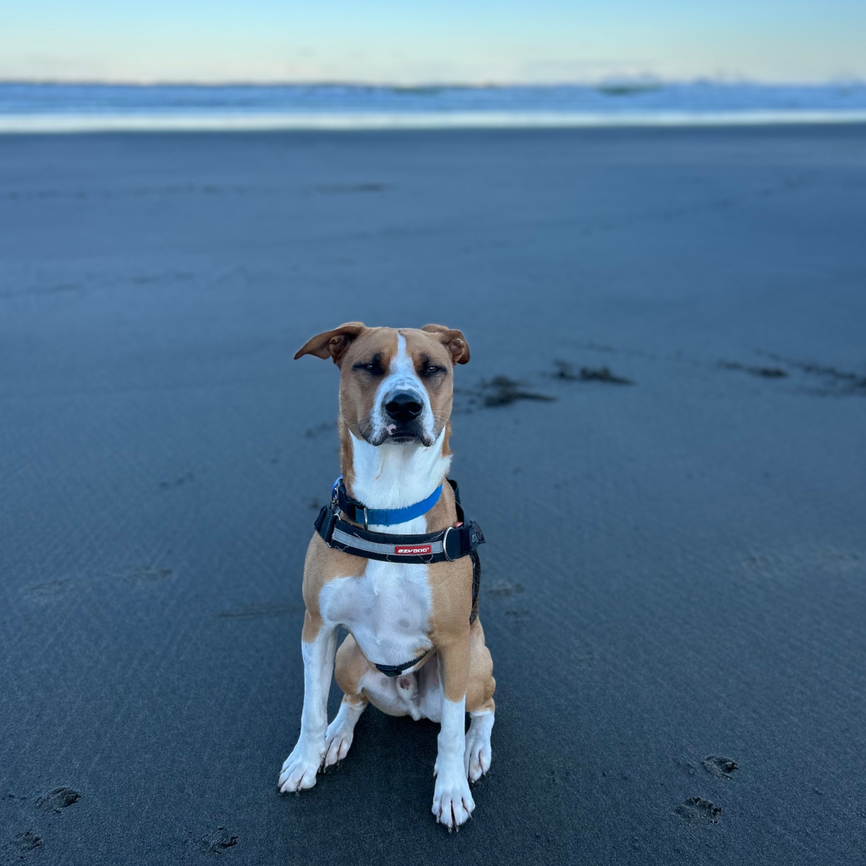 Winston