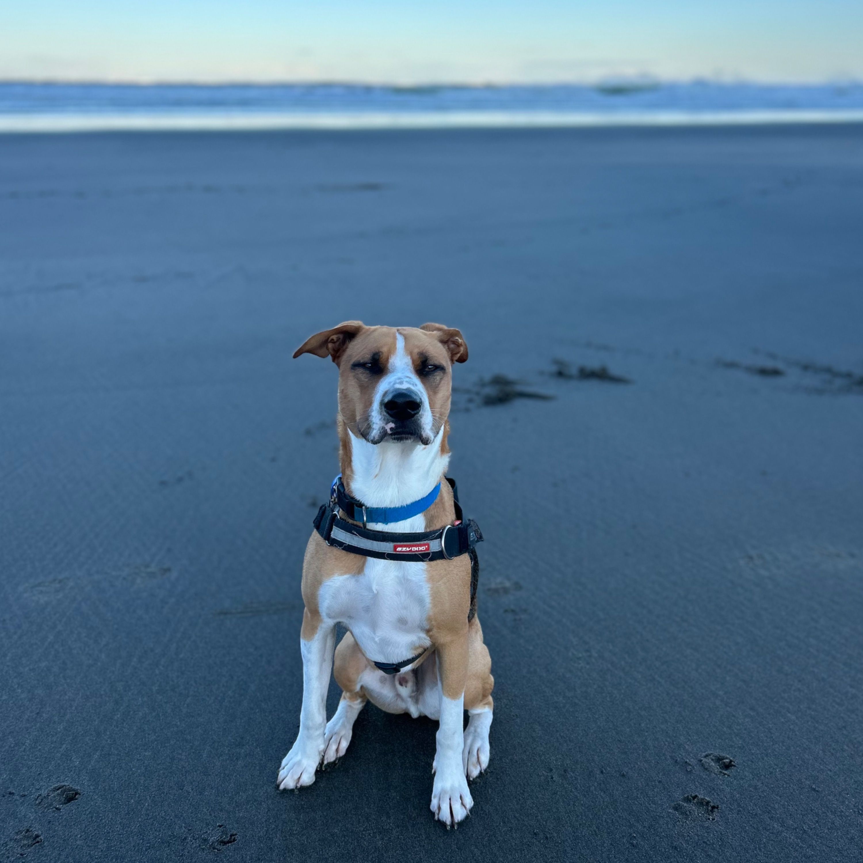Winston
