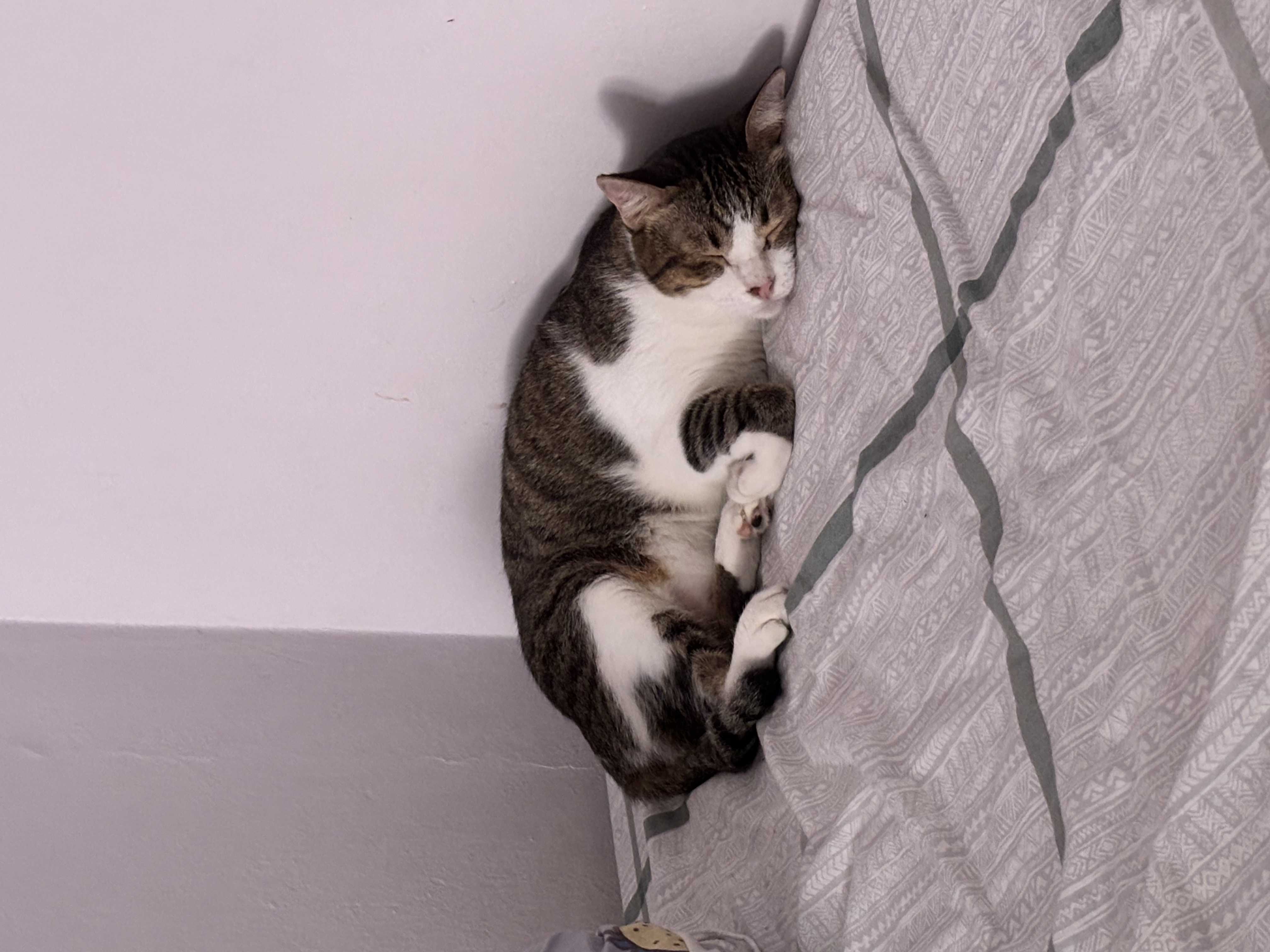 image-8