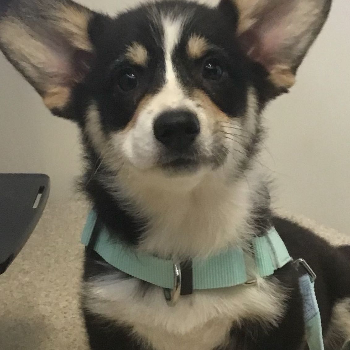 Gina