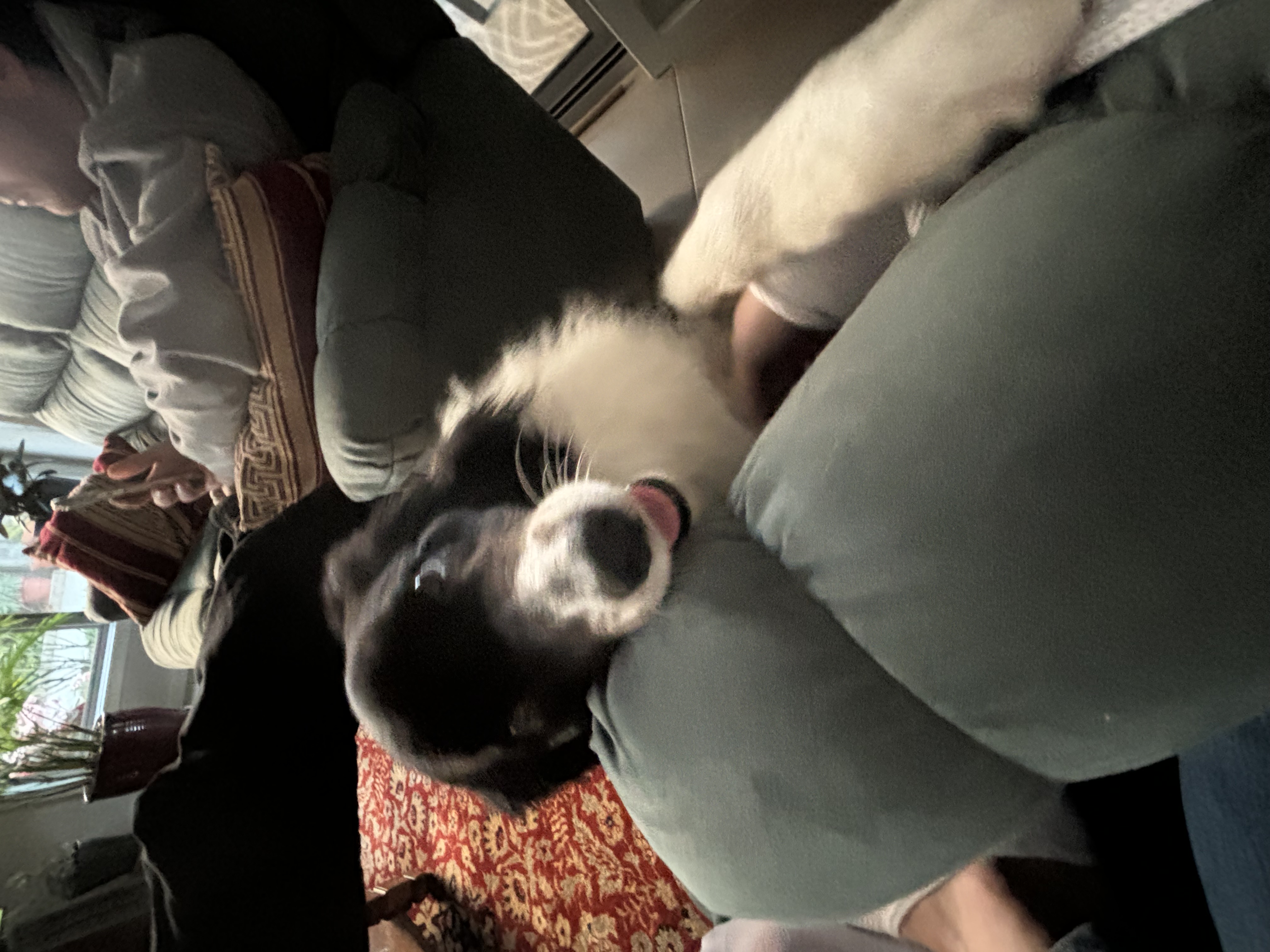 image-7