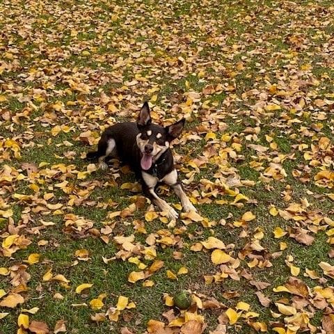 Banjo