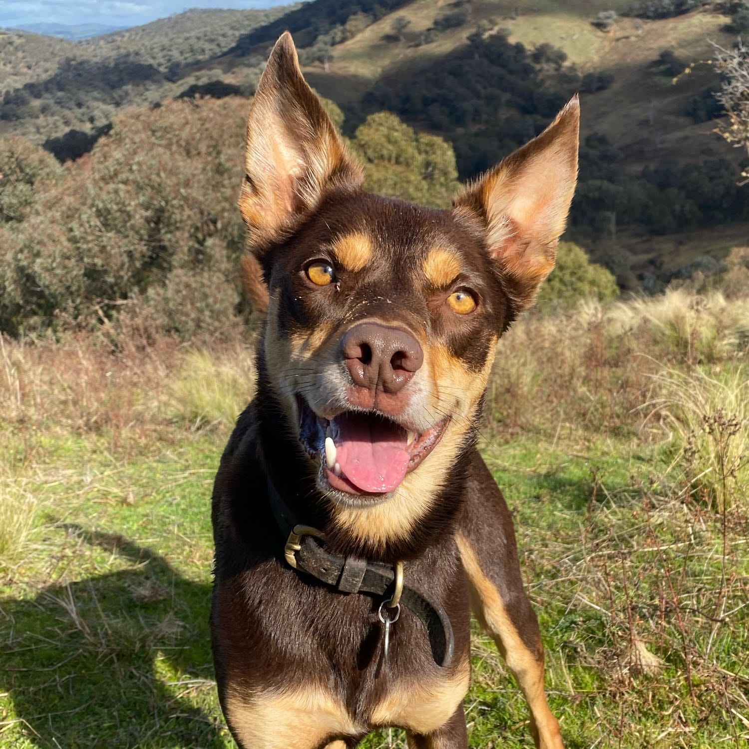 Benji